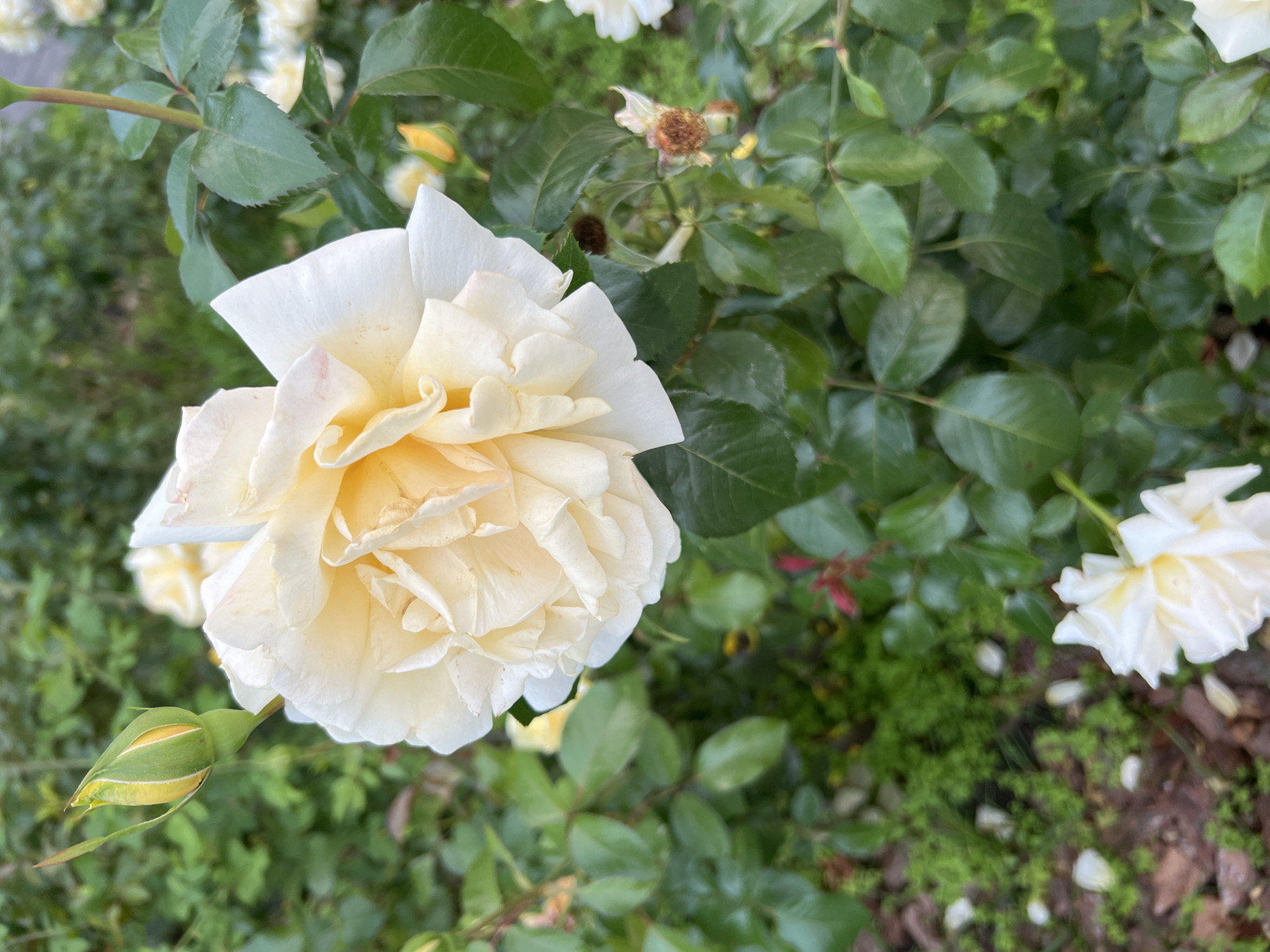 In a garden setting, a close-up shot focuses on a large, creamy yellow rose in full bloom. The rose's petals are tightly packed and ruffled, with hints of white at the edges. To the left of the main rose, a single green rosebud with yellow accents is unfurling. The background is filled with lush green foliage of the rose bush, along with a few other smaller, out-of-focus white roses. Some dried brown rose remnants are visible on some stems, and fallen white petals are scattered on the ground below, which appears to be covered in wood chips and small green plants. The lighting suggests it may be daytime, with soft, natural light illuminating the flowers. The location is described as Unknown, Unknown.