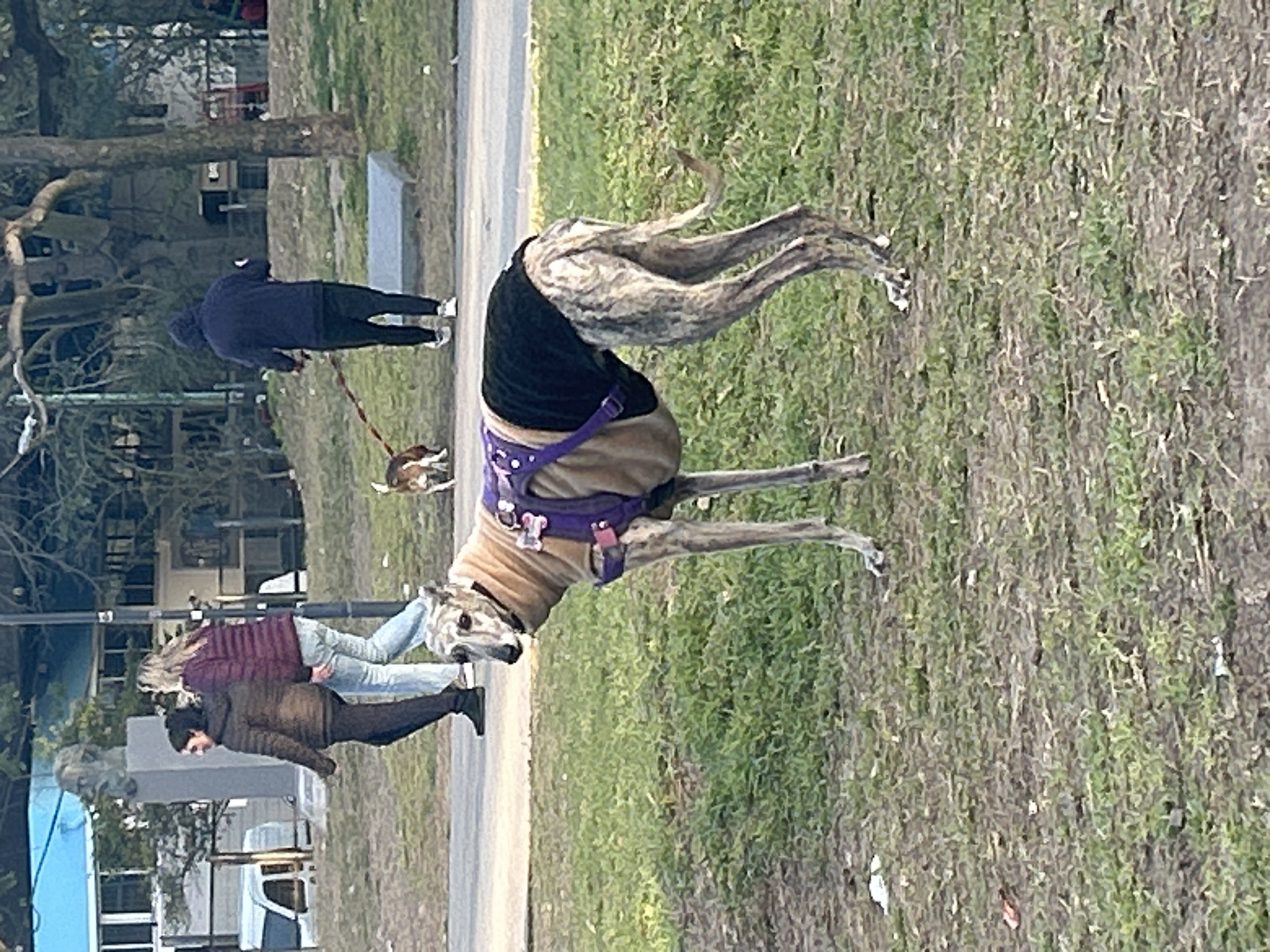 In Buenos Aires, Argentina, a brindle-patterned greyhound stands in a grassy park, wearing a tan coat and a purple harness. Behind it, two individuals walk on a paved path; one, wearing a brown puffer jacket, walks beside another in a burgundy jacket and light-wash jeans. Further back, a person in a dark blue hooded sweatshirt walks a small brown and white dog on a leash. The environment is a park with trees, grass, and a paved pathway. A building with a blue roof and a statue of a man's head on a pedestal are visible in the background.