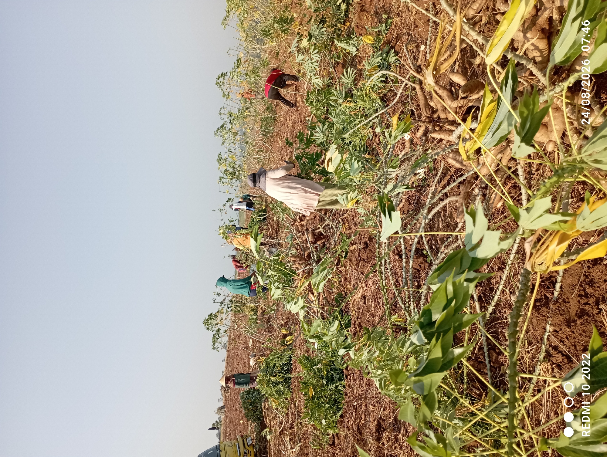 This image captures a scene in a field, likely a cassava farm, with several individuals engaged in harvesting. The ground is predominantly brown soil, with dry plant matter and harvested cassava roots scattered across it. In the foreground, large piles of green cassava leaves and stems are visible, indicating recent harvesting activity.
Several people are actively working in the field. One person in the foreground, facing away from the camera, wears a light-colored top and a patterned skirt, and is bending down, possibly harvesting or sorting. Further back, other individuals are also bent over, working amongst the plants. Some are wearing hats or head coverings, and their clothing is casual, suitable for agricultural work. One person is wearing a green hooded garment, another a red top, and one a yellow garment.
The background reveals rows of cassava plants with thin, tall stalks. The sky is a clear, pale blue, suggesting a bright, sunny day. On the far left, a portion of a yellow vehicle, possibly a truck, is visible, hinting at transportation of the harvested crop. The overall environment appears to be rural, consistent with agricultural land. The timestamp overlay indicates "24/08/2026 07:46," and the "REDMI 10 2022" watermark suggests the image was taken with a Redmi 10 phone in 2022. The location of Gandik, Indonesia, is also provided.