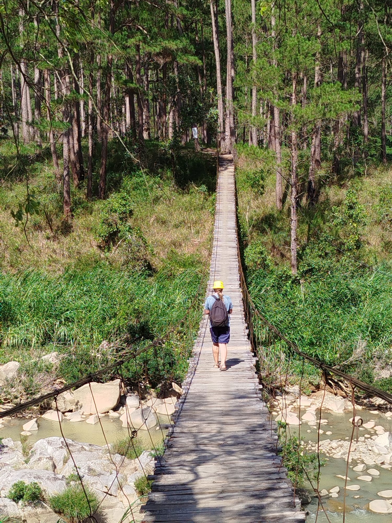 A single individual is observed traversing a wooden suspension bridge in a forested landscape, identified as Tuý Sơn, Vietnam. The person is viewed from behind, wearing a yellow hard hat, a light blue short-sleeved t-shirt, dark shorts, and light-colored sandals, with a dark backpack strapped to their back. They are walking towards the far end of the bridge, which ascends slightly into a dense forest.
The suspension bridge features a walkway constructed from horizontal wooden planks, supported by thick metal cables running along both sides. Thinner vertical wires connect these main cables to the bridge's structure. Below the bridge, a shallow river or stream with greenish-brown water flows over and around numerous large, light-colored rocks and boulders.
The surrounding environment is characterized by dense, lush green vegetation. Tall, slender trees with light brown trunks and green canopies, indicative of a pine forest, dominate the background and line the riverbanks. The undergrowth is thick and green. Bright sunlight illuminates the scene, casting distinct shadows of the person and the bridge's structure onto the wooden planks. A small, white rectangular sign is faintly visible on a tree trunk in the mid-ground forest on the left side.