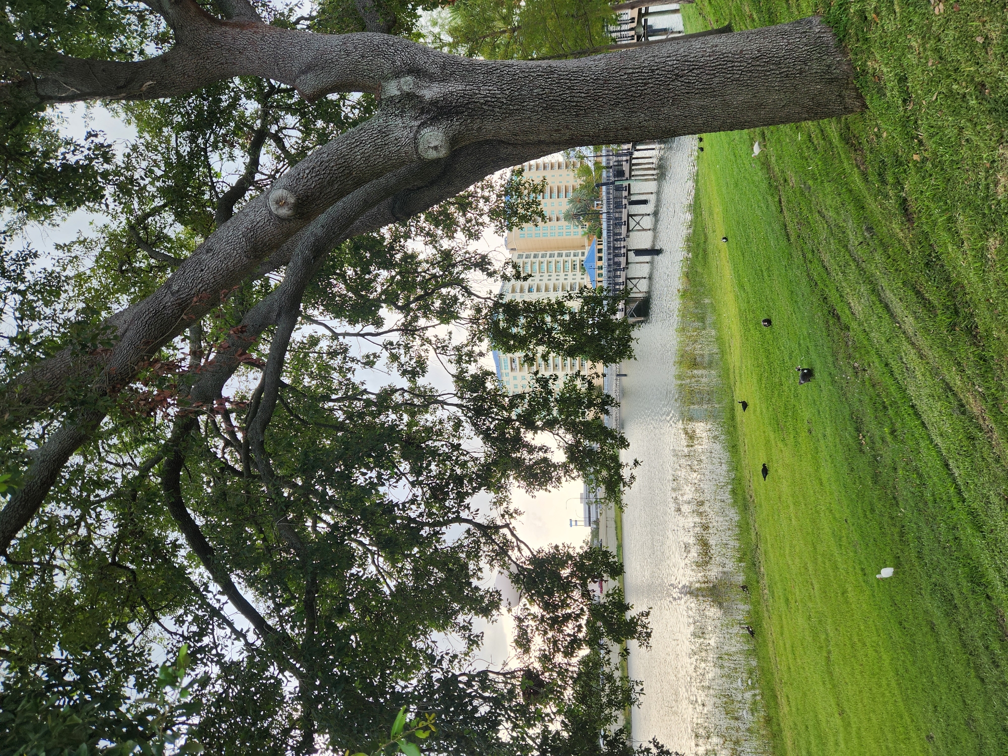 An overcast, late afternoon scene shows a large, mature oak tree dominating the foreground on the right, its thick, textured trunk and broad branches partially obscuring a body of water and a distant cityscape. The tree's canopy, dense with green leaves, extends over the left side of the frame. A body of water, rippled by a gentle breeze, lies beyond a grassy incline. On the grass, several dark-colored birds, possibly ducks or coots, are scattered, and a single white bird, possibly an egret, stands near the center of the slope. In the background, a wooden pier with black pilings extends into the water, and beyond that, several multi-story buildings with light-colored facades and blue roofs are visible. The sky is a pale, diffused gray, suggesting a cloudy day. The location appears to be a waterfront park area within Altamonte Springs, Florida, United States of America, likely near a lake or lagoon, given the presence of the pier and buildings.