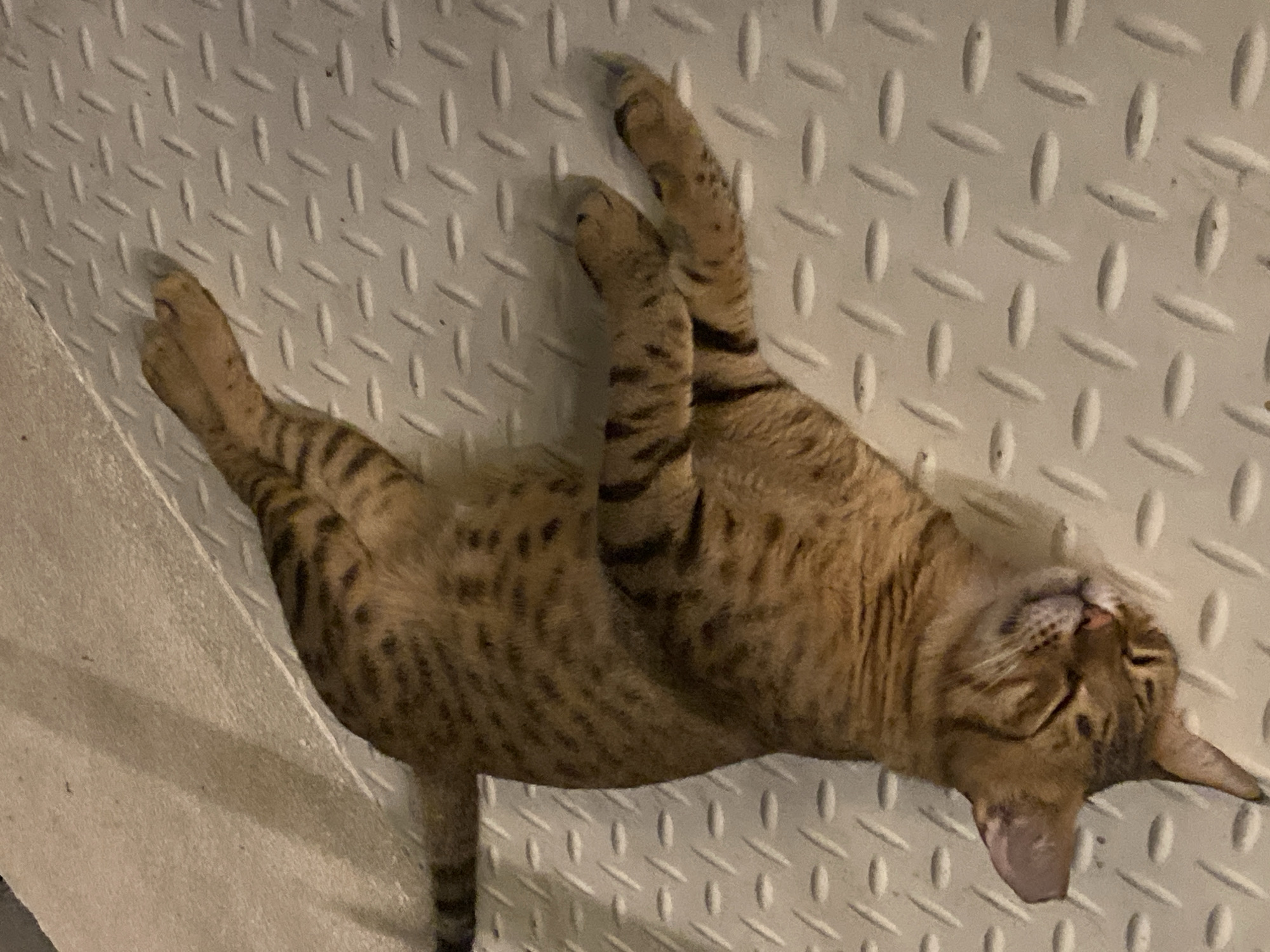 A brown tabby cat is sleeping on a textured, metallic surface. The cat is lying on its back with its paws extended. Its eyes are closed, and its head is tilted to the side. The surface has a pattern of raised, elongated diamonds. The lighting suggests an indoor environment. There are no people or other animals visible in the image. The location is described as the city of Deira, United Arab Emirates.