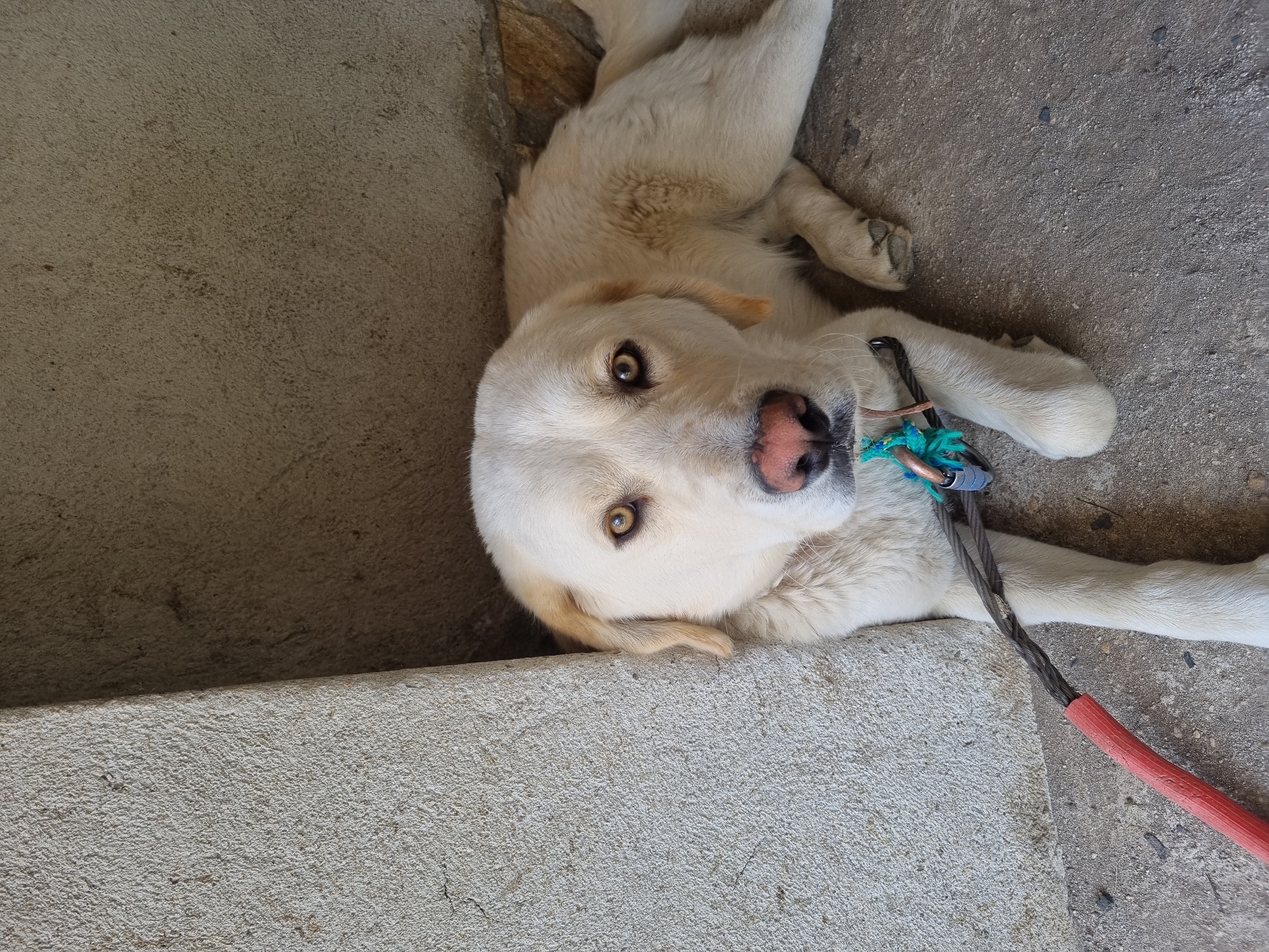 A white dog with a pink nose and yellow eyes lies on a concrete surface in Galabovtsi, Bulgaria. The dog wears a collar with turquoise and copper-colored attachments. A gray cable lead with a red handle is attached to the collar. The dog is positioned between a raised concrete platform and a lower concrete surface.