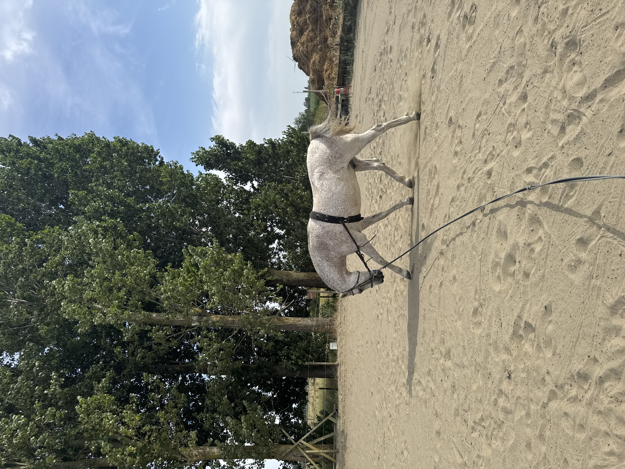 In a sandy equestrian arena, a dappled grey horse, outfitted with a black surcingle and bridle, is being lunged. The horse is captured mid-stride, head lowered, with dust kicked up from its hooves. A long black lunge line extends from the horse towards the viewer. The arena is bordered by a wooden fence and large trees with dense green foliage. In the background, a large haystack or compost pile is visible, along with a few distant structures and a bright blue sky dotted with white clouds. The scene is set in a rural or semi-rural area, likely on a farm or equestrian facility. There are no people visible in the immediate scene. While Estaimpuis, Belgium is mentioned, the specific location within the town cannot be definitively identified from the image alone; however, it is characteristic of rural Belgian landscapes.