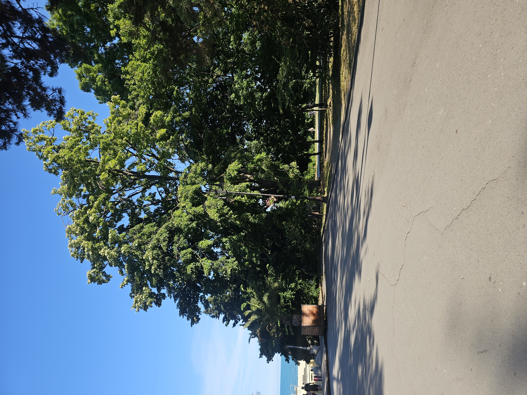The image shows a park on a clear, sunny day. In the foreground, there is a paved pathway or road with some cracks. Shadows of trees are cast across the path. To the left, a large, lush green tree dominates the scene, with its branches reaching towards the bright blue sky. Behind it, a dense line of trees forms a wall of green, with some darker evergreen trees interspersed. A wooden planter box is visible near the left edge of the pathway. In the distance, there are a few people walking, and a glimpse of the sea and the horizon can be seen to the far left. A lamppost is also visible on the right side of the pathway, casting a shadow. The overall impression is of a peaceful, well-maintained park on a summer day, likely near a coast.