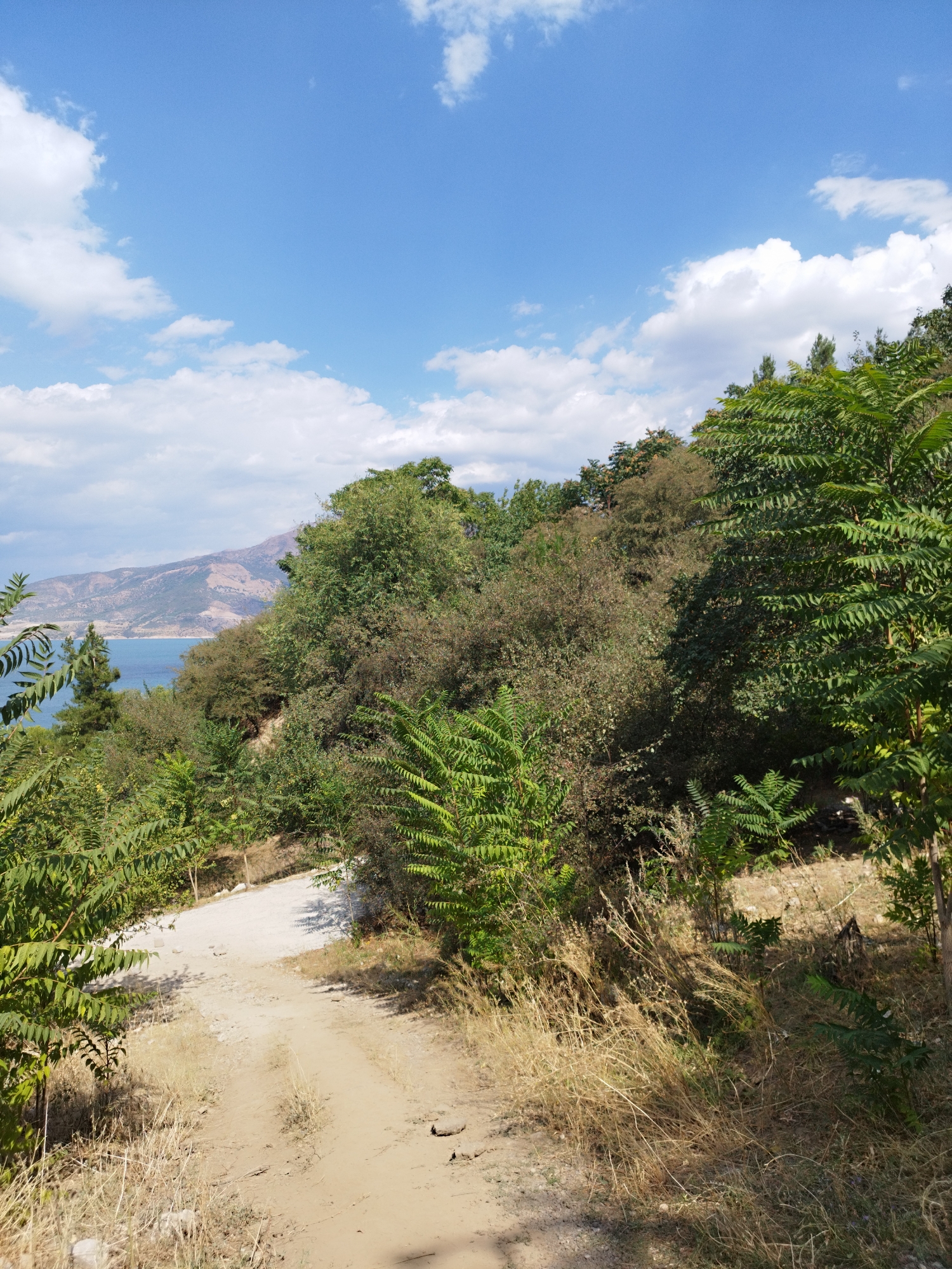 The image depicts a dirt road winding through a landscape with lush greenery and a distant body of water. The road is made of light-colored soil and appears to be slightly elevated. On either side of the road, there is dense vegetation, including trees and bushes with varying shades of green foliage. Some dry grass and scattered rocks are also visible along the roadside. In the background, a wide expanse of blue water, likely a lake or sea, is visible. Beyond the water, a mountain range with dry, rugged slopes can be seen under a bright blue sky dotted with white clouds. The overall scene suggests a natural, possibly rural or mountainous, setting.