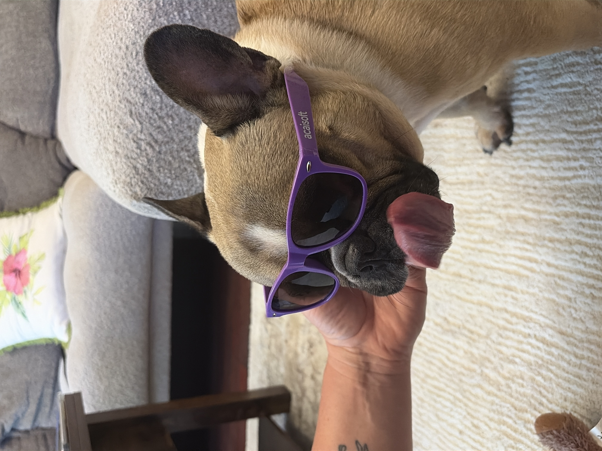 A light brown French bulldog is featured in a close-up, playful indoor scene. The dog's head is prominent, angled downwards and to the left, appearing to be held by a human hand.
The primary subject, a French bulldog, has light brown fur and dark ears. It is wearing vibrant purple-framed sunglasses with dark lenses, which rest on its snout and forehead. The brand name "acaisoft" is clearly visible in white letters on the left arm of the sunglasses. The dog's pink tongue is slightly extended, visible near its dark nose, giving it a humorous expression.
A human hand, with tanned skin and a faint tattoo on the inner wrist, supports the dog's chin, suggesting a playful interaction.
The background consists of various soft textures. To the upper left and behind the dog's head is a light gray, plush or fleece-like upholstered surface, likely a sofa or cushion. To the right and below the dog, a light beige or cream-colored textured fabric, possibly a blanket or carpet, is visible. A white cushion with pink floral embroidery is partially seen in the far left background, and a dark wooden furniture element appears in the lower left.
The scene is brightly lit with natural light, indicating daytime. The overall mood is lighthearted and amusing, capturing a moment of interaction between a pet and its owner in an indoor setting in Sofia, Bulgaria.