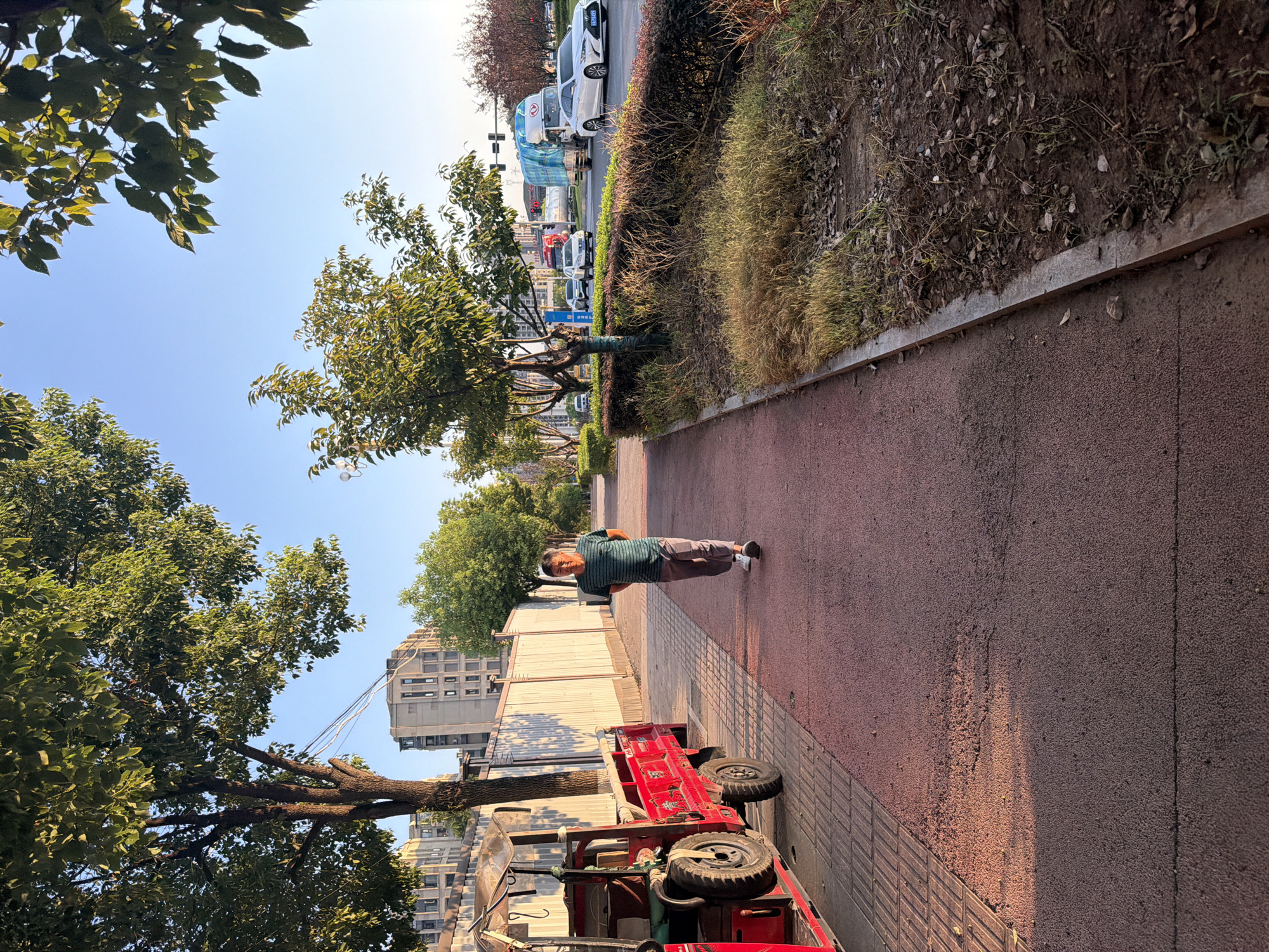The image depicts a street scene in Jiangjin, China, with a man walking on a reddish-brown asphalt sidewalk. He is wearing a horizontally striped t-shirt and dark pants, with white sneakers. To the left of the sidewalk, a red motorized tricycle is parked, and a light-colored fence runs along the back of the sidewalk. Beyond the fence, buildings are visible. On the right side of the sidewalk, there is a grassy verge with dry vegetation and some scattered leaves. Further in the background, a road with traffic can be seen, including cars and a large truck covered with a blue tarp. Trees line the street, casting shadows on the sidewalk. The sky is clear and blue, suggesting it is daytime. The lighting indicates it may be late afternoon or early morning, as long shadows are cast.