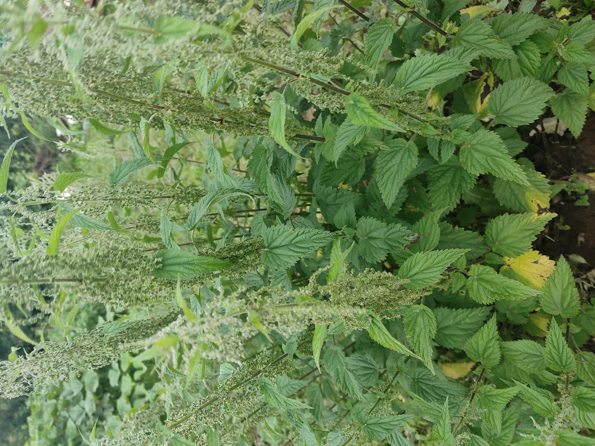 A close-up, eye-level shot captures a dense patch of stinging nettle plants (Urtica dioica) growing outdoors. The nettles are tall and bushy, with numerous green leaves that have serrated edges. Delicate, pale green clusters of flowers or seeds hang from the stems. Some of the lower leaves show signs of yellowing, indicating the plant is either aging or experiencing some environmental stress. The background is blurred, suggesting a natural outdoor setting, possibly a field or garden edge. The overall impression is of abundant, wild vegetation. There are no people, animals, or man-made objects visible in the frame. The image was taken in Il'bukhtino, Russia.