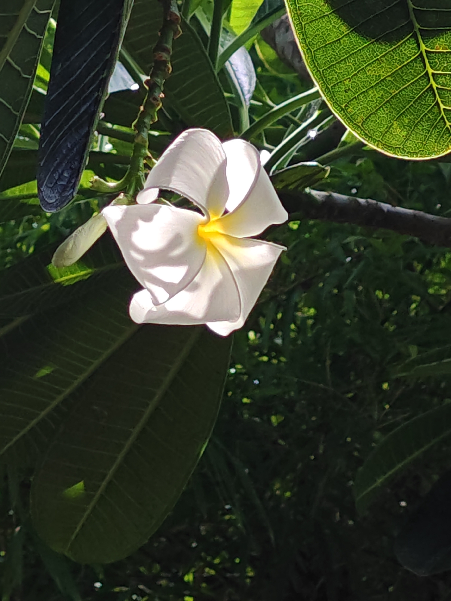 A white plumeria flower with yellow in the center, is in full bloom and is the focal point of this image. The flower is surrounded by dark green foliage and branches. The sun is shining brightly, casting shadows on the petals and leaves. The image was taken in Baan Bo Phut, Thailand.
