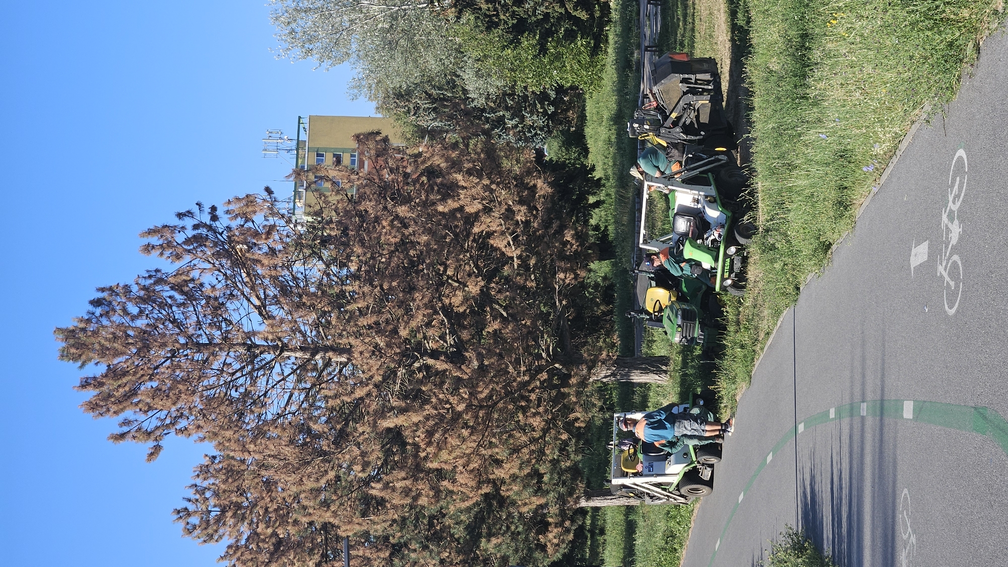 In Prešov, Slovakia, a group of groundskeepers are gathered near a park path. The scene features a paved pathway with bicycle lane markings, bordering a grassy area. Several groundskeeping vehicles, including green riding lawnmowers and a white utility vehicle, are parked on the grass. Three individuals are visible. One groundskeeper, wearing a blue shirt and dark shorts, stands facing away from the camera near the white utility vehicle. Two other groundskeepers are seated in or near the green mowers, one wearing an orange safety vest and the other in a green shirt. Behind them, a large pine tree with dried, brown needles stands prominently, suggesting potential drought or disease. In the background, a multi-story building with a yellow facade and communication antennas on its roof is visible against a clear blue sky. The overall impression is one of park maintenance work in progress.