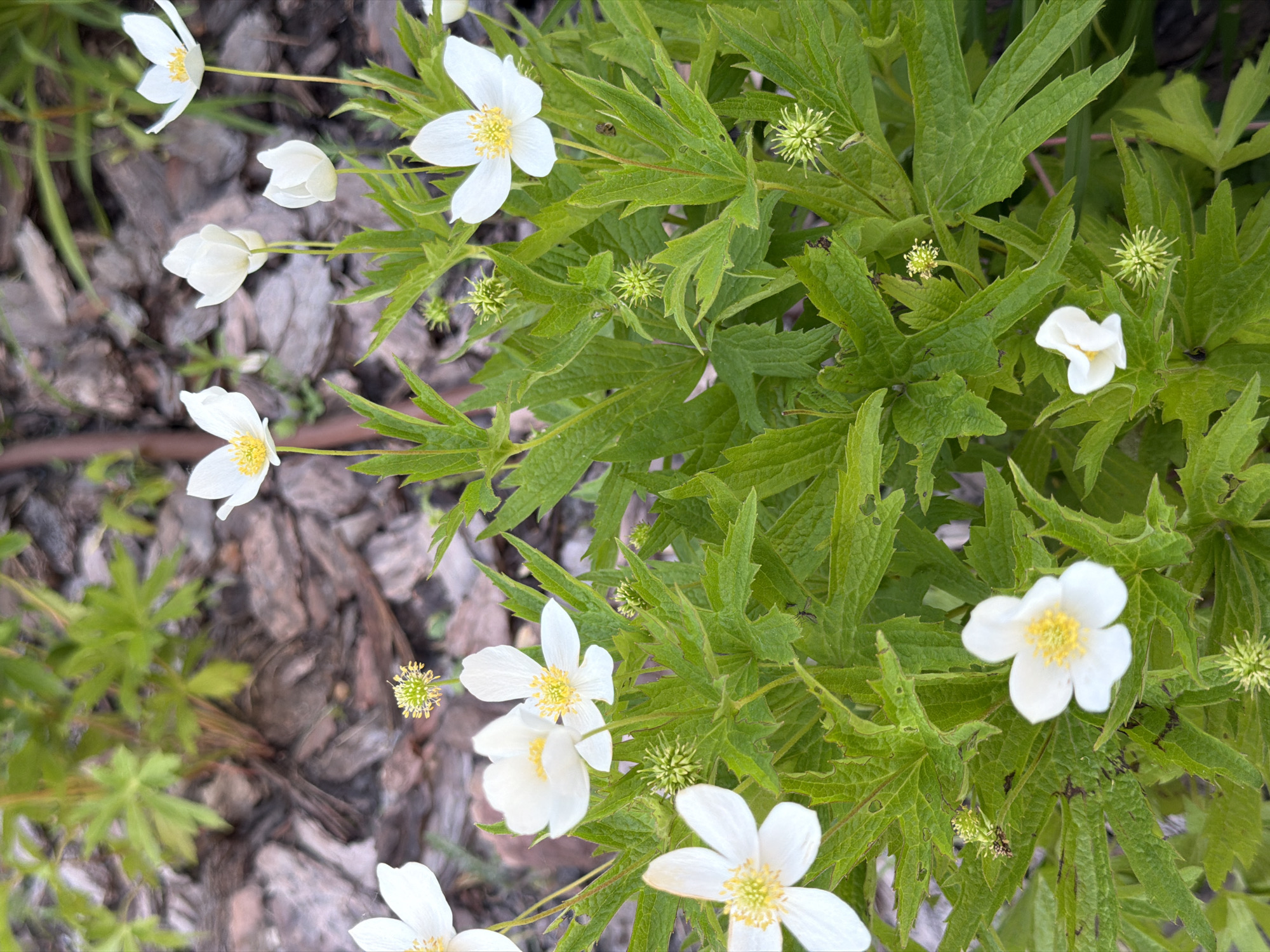 This is a close-up, eye-level, vertical outdoor shot of a cluster of white Anemone flowers with yellow centers, surrounded by vibrant green, serrated leaves. Several unopened buds, which are spherical and spiky in appearance, are interspersed among the blooming flowers. The background consists of a blurred mix of dark, textured mulch and some out-of-focus green foliage. The lighting appears natural, suggesting an outdoor setting, likely a garden or natural area. There are no people or animals visible in the frame.
