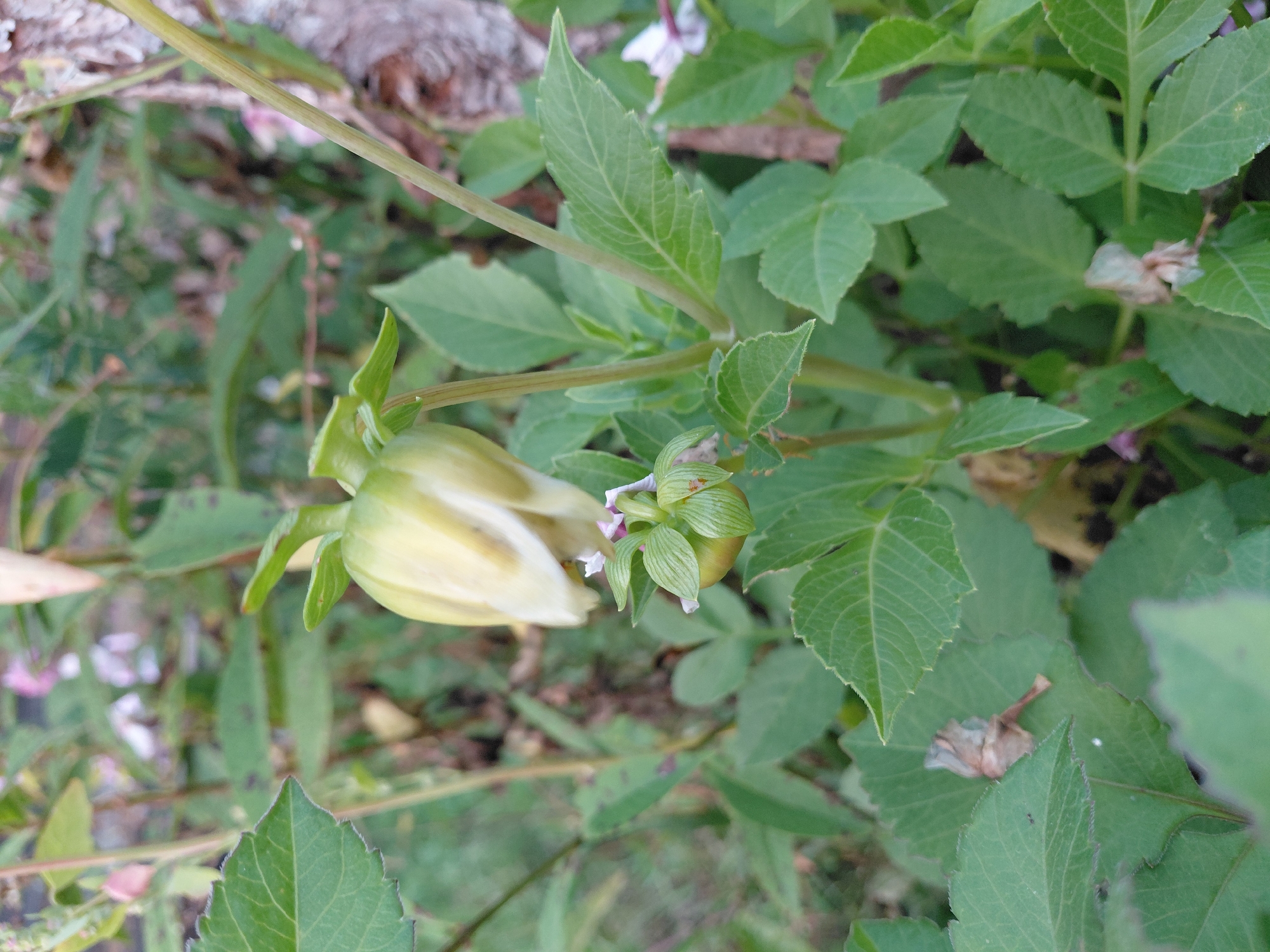 A close-up, low-angle shot captures a pale yellow flower bud and a smaller, developing bud against a backdrop of green foliage. The main bud, partially opened, reveals delicate, layered petals. Below it, a smaller bud is enclosed by sepals. The surrounding leaves are deeply veined and serrated, some showing signs of dryness. The scene is set in an outdoor environment, likely a garden or natural area, with hints of other vegetation and a rough texture, possibly tree bark, visible in the background. The lighting suggests it is daytime, with soft shadows indicating diffused sunlight.