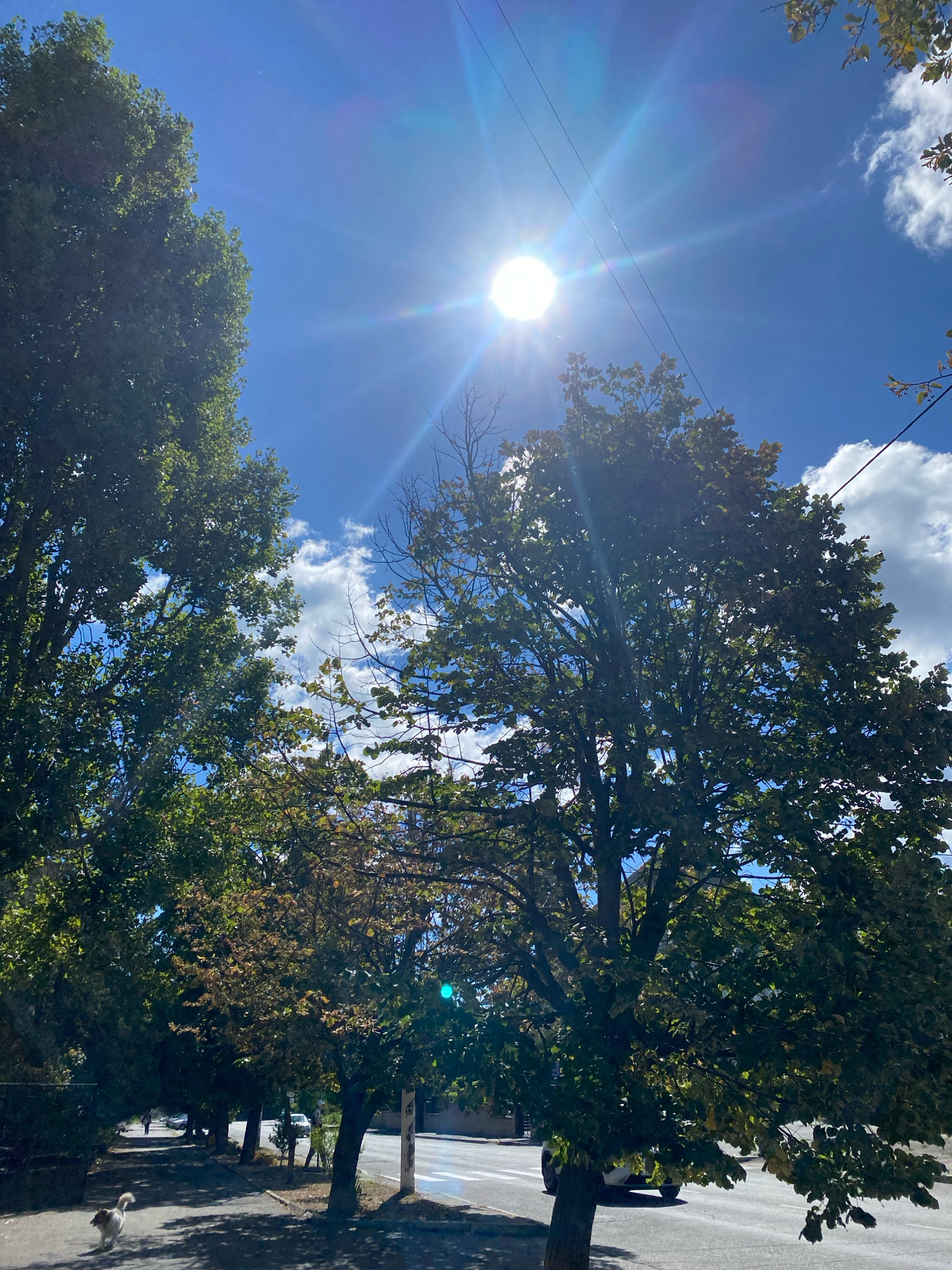 The image depicts a tree-lined street in Chornomorsk, Ukraine, under a bright, sunny sky with scattered clouds. The sun is high in the sky, creating lens flare effects and casting shadows. On the left side of the street, a sidewalk is visible, with a person walking in the distance and a dog in the foreground. Several vehicles are present on the street, including a white car partially visible behind a tree. The trees lining the street are lush with green foliage, with some showing hints of autumnal color. Power lines are strung across the sky.