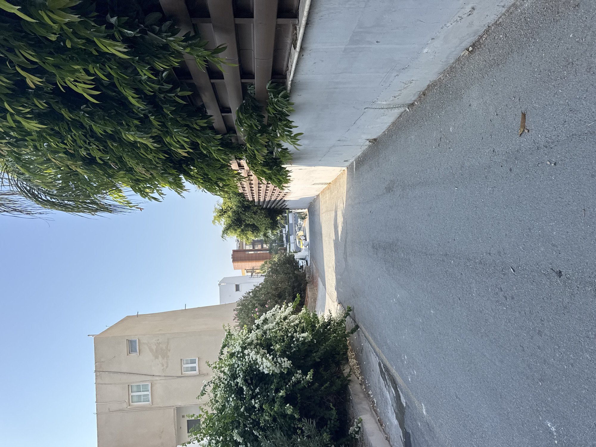 The image captures a street scene in Agios Tychona Community, Cyprus, under a clear blue sky. The perspective is from the ground looking down a paved road that slopes slightly upwards. On the left side of the road, a light-colored, multi-story building with a slightly angled facade is visible. This building features several windows and external piping. Adjacent to the building, a large bush with abundant white flowers spills over the sidewalk. Further down the road, on the left, other buildings and greenery can be seen.
The right side of the road is bordered by a concrete wall topped with a brown wooden slatted fence. Lush green foliage, including palm fronds and dense leaves, cascades over the fence and wall, obscuring parts of the fence. A dry leaf rests on the asphalt in the foreground on the right.
In the distance, at the top of the incline, two yellow vehicles, possibly taxis, are parked or driving on the road, along with other cars. The overall environment appears to be a residential or commercial area within a Mediterranean climate, indicated by the architecture, vegetation, and clear weather.