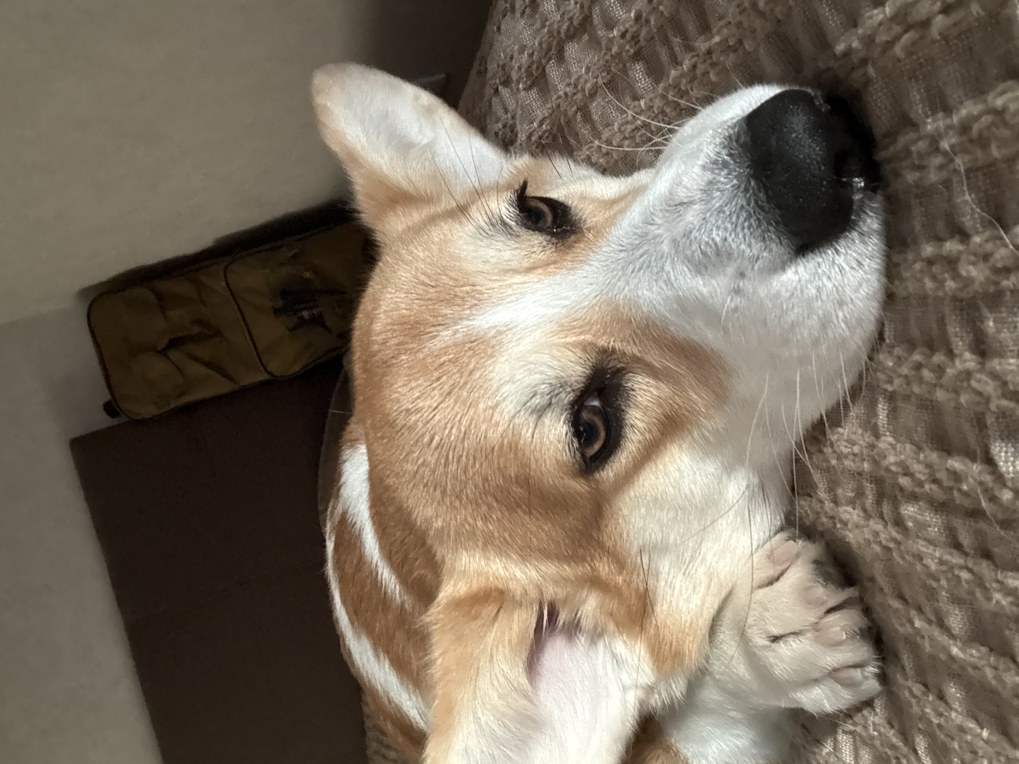 A close-up image shows a corgi dog lying on a brown textured surface, possibly a blanket or couch. The dog's head is oriented towards the viewer, with its black nose appearing large in the foreground. The dog has a mix of white and tan fur, with a white stripe visible on its head. Its eyes are partially open, and its paws are resting on the textured surface. In the background, to the left, there is a dark brown surface, possibly a piece of furniture, and a brown bag sitting on top. There is no visible context to determine if this scene is within Krasnoyarsk, Russia, or any other city.
