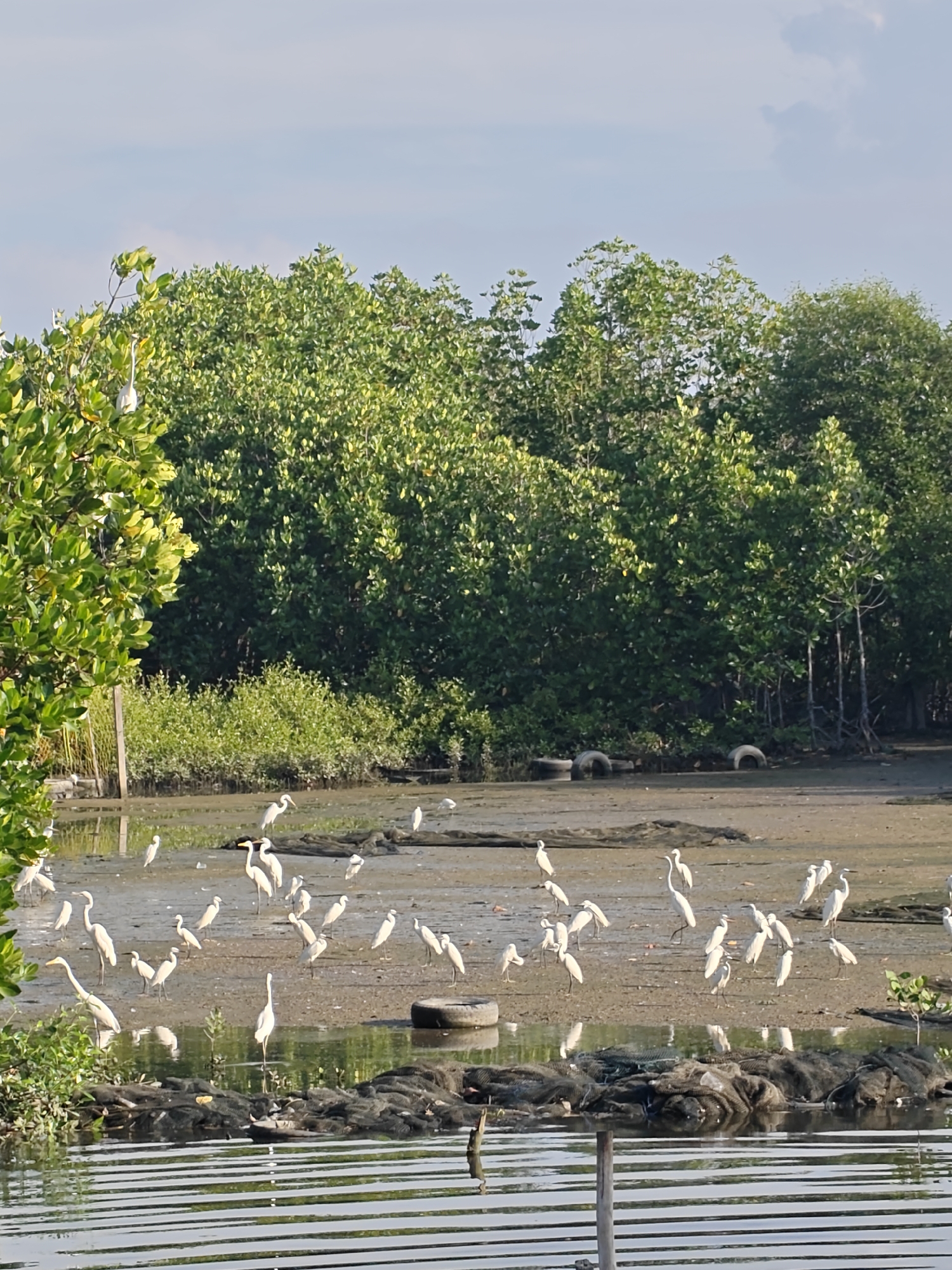 The image shows a group of white egrets in a marshy area in Lhokseumawe, Indonesia. The egrets are wading in shallow water and standing on mudflats, some with their necks extended as if searching for food. Several dark fishing nets are visible, some submerged in the water, and a discarded tire is lying on the muddy ground. The background is filled with lush green mangrove trees. The sky is partly cloudy.