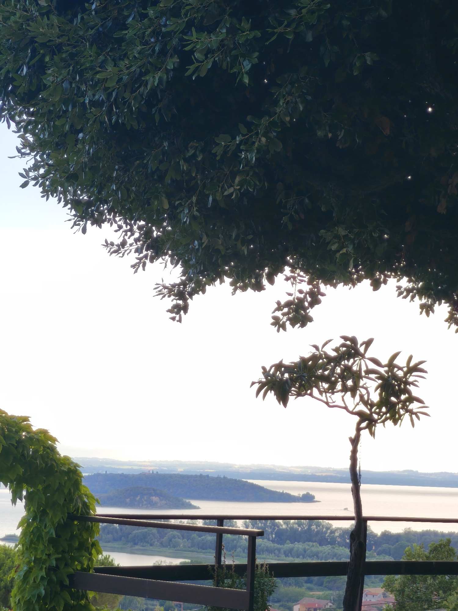 The image captures a scenic view from an elevated position overlooking a body of water, likely Lake Trasimeno, near Passignano sul Trasimeno, Italy. In the foreground, a dark wooden railing runs horizontally across the frame. To the left, a lush green vine arches over the railing, creating a natural frame. Beyond the railing, a small, slender tree with sparse leaves stands prominently. The middle ground features the tranquil water, dotted with distant islands and dense green trees along its shores. The background reveals rolling hills and a hazy horizon under a bright, overcast sky. The overall scene is characterized by natural elements, with a dominant presence of foliage and the expansive lake.