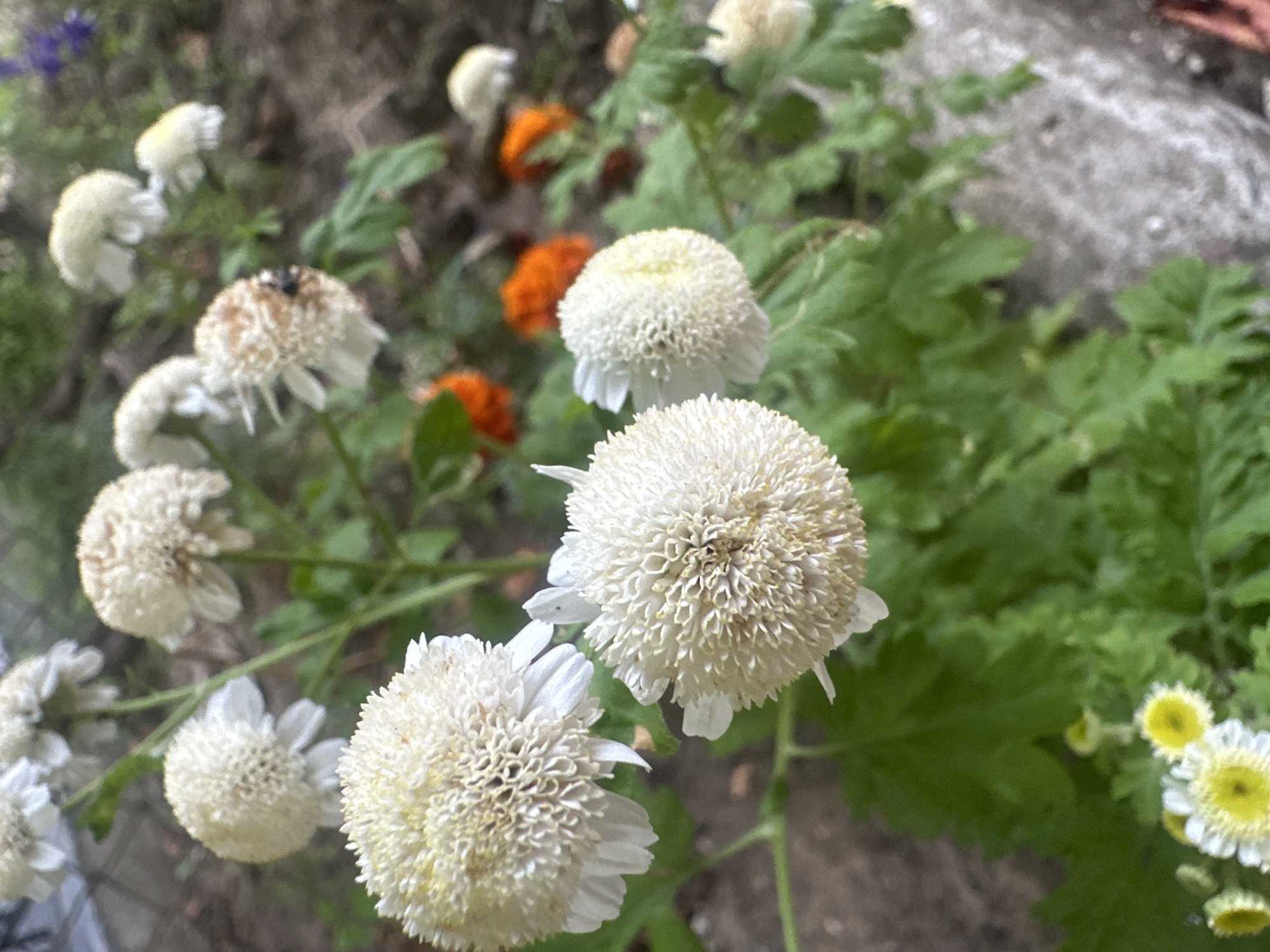 A close-up, ground-level perspective of a cluster of white, spherical flowers with fringed petals and yellow centers is presented. These flowers are in focus, with the background slightly blurred, revealing hints of green foliage, dirt, and a rough, gray surface resembling concrete or stone. Among the flowers, there are also glimpses of bright orange blossoms and a few small, dark insects. The scene is outdoors, suggesting a garden or natural setting. The specific location in Sîrcova, Moldova, is not discernible from the visual information provided.