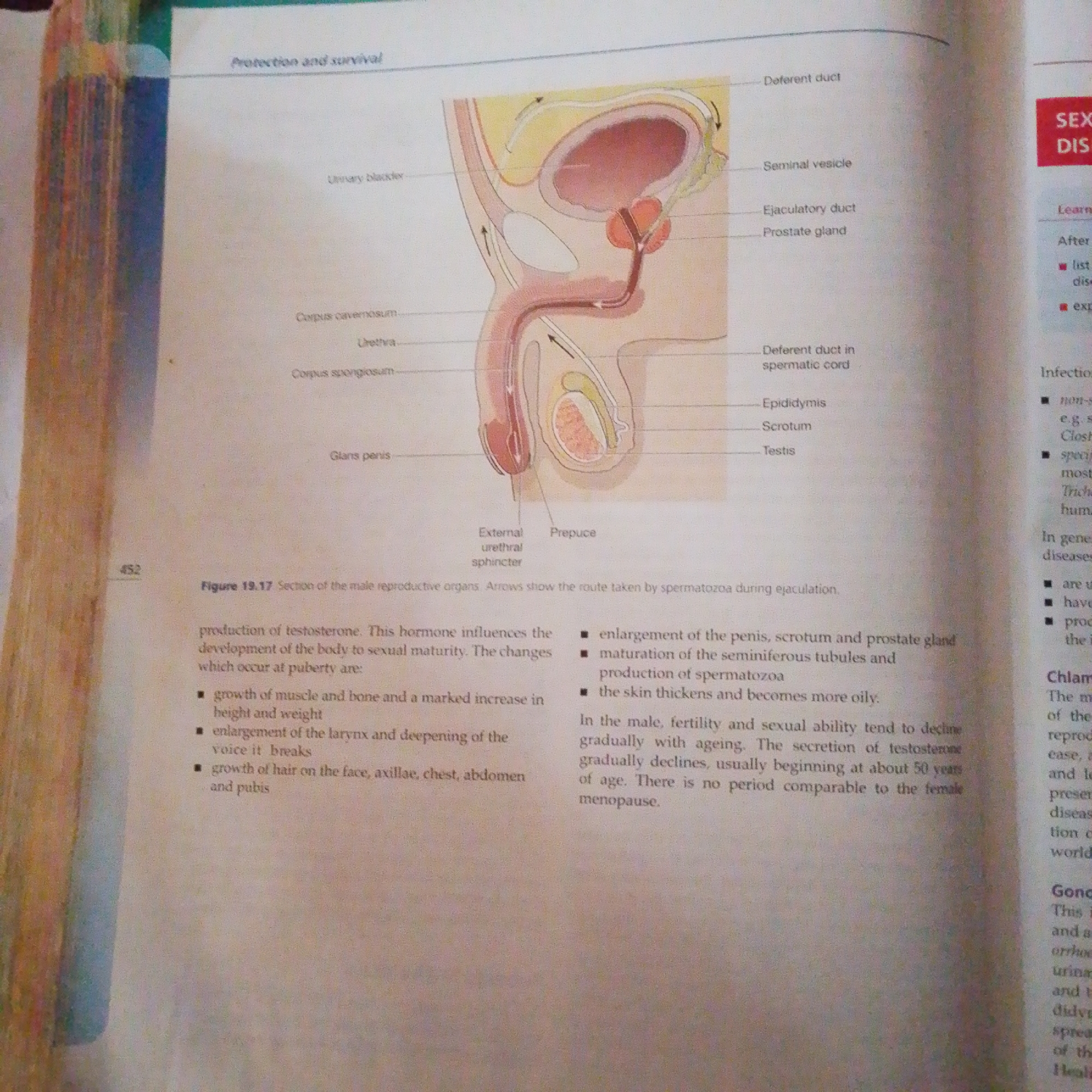 The image is a page from a textbook featuring an anatomical diagram of the male reproductive system. The diagram illustrates various parts including the urinary bladder, seminal vesicle, ejaculatory duct, prostate gland, deferent duct, epididymis, scrotum, testis, glans penis, corpus spongiosum, urethra, and corpus cavernosum. Arrows within the diagram show the route taken by spermatozoa during ejaculation.
Below the diagram, there is text discussing the production of testosterone and its influence on male sexual maturity. It lists developmental changes that occur at puberty, such as muscle and bone growth, larynx enlargement, and increased hair growth. The text also mentions that male fertility and sexual ability tend to decline with age, with testosterone secretion decreasing around 50 years old.
On the right side of the page, there are headings for "SEXUAL DISEASES" and "Infection," followed by bullet points describing specific conditions or topics.
The image does not contain any information that would allow for a description of its location in Jalingo, Nigeria, nor does it depict any people, actions, or interactions. It is purely an informational illustration and accompanying text.
