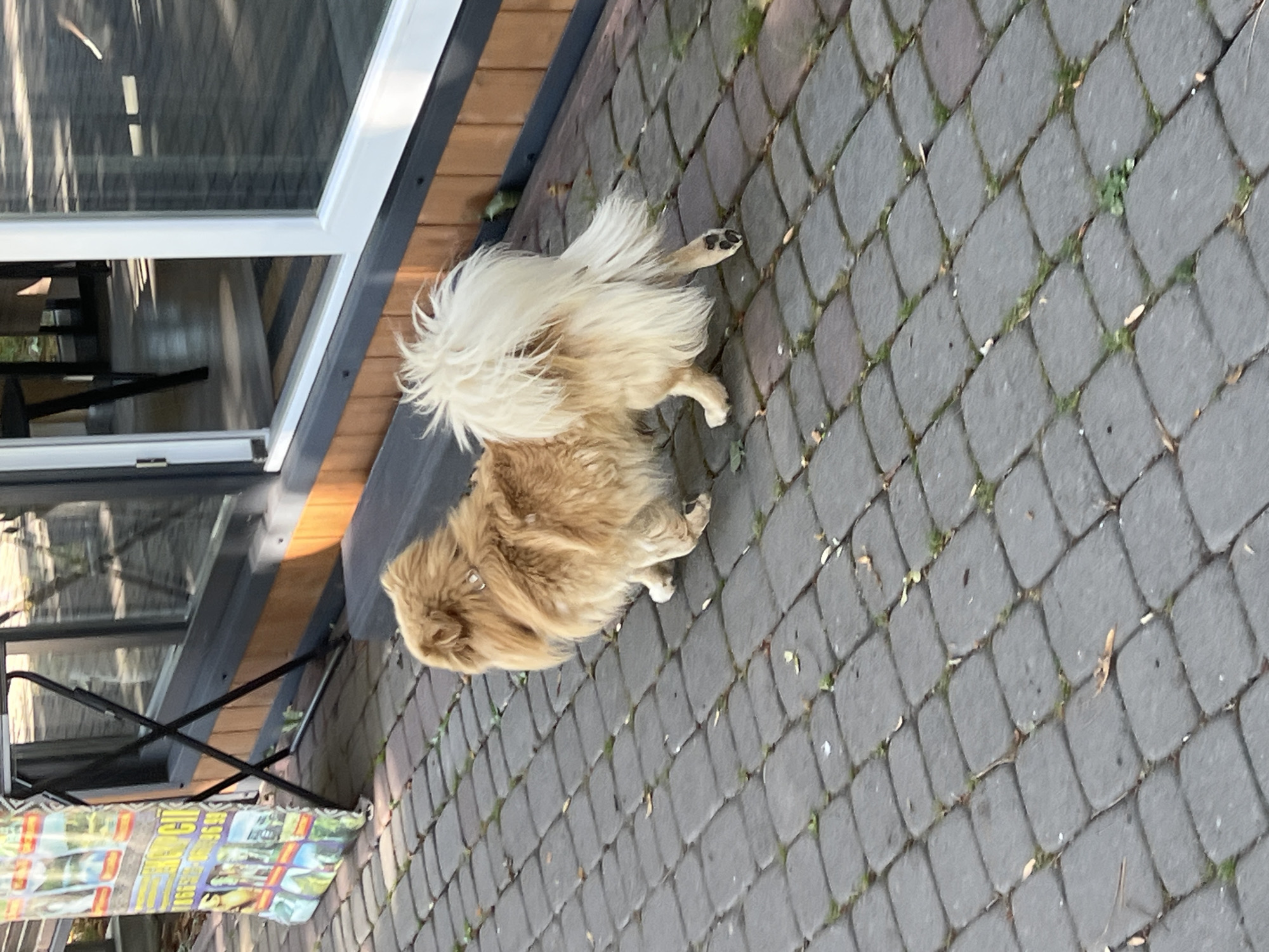 A fluffy, tan dog with a bushy tail walks on a cobblestone path in front of a building with large windows. The dog is facing left, with its body angled away from the camera. Leaves are scattered on the path. In the background, a stand with advertisements is visible, as well as the interior of the building through the windows. The scene appears to be outdoors in a public area.