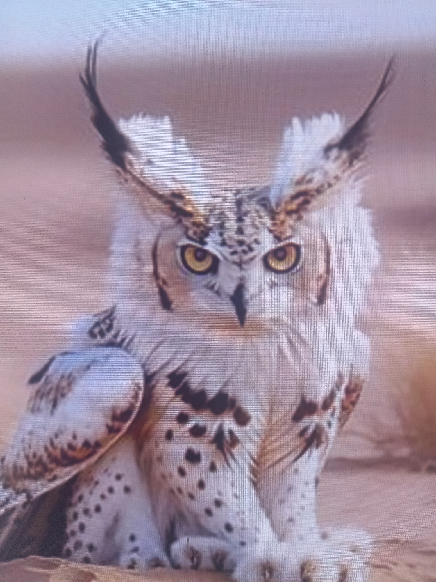 A close-up, low-angle shot captures a white owl with striking yellow eyes. The owl is perched on what appears to be sand or dirt, its talons visible. Its plumage is predominantly white with dark brown markings on its wings and chest. Prominent ear tufts, characteristic of some owl species, extend upwards from its head. The background is a blurred, soft brown, suggesting a desert or arid environment. The lighting is soft, highlighting the owl's features.