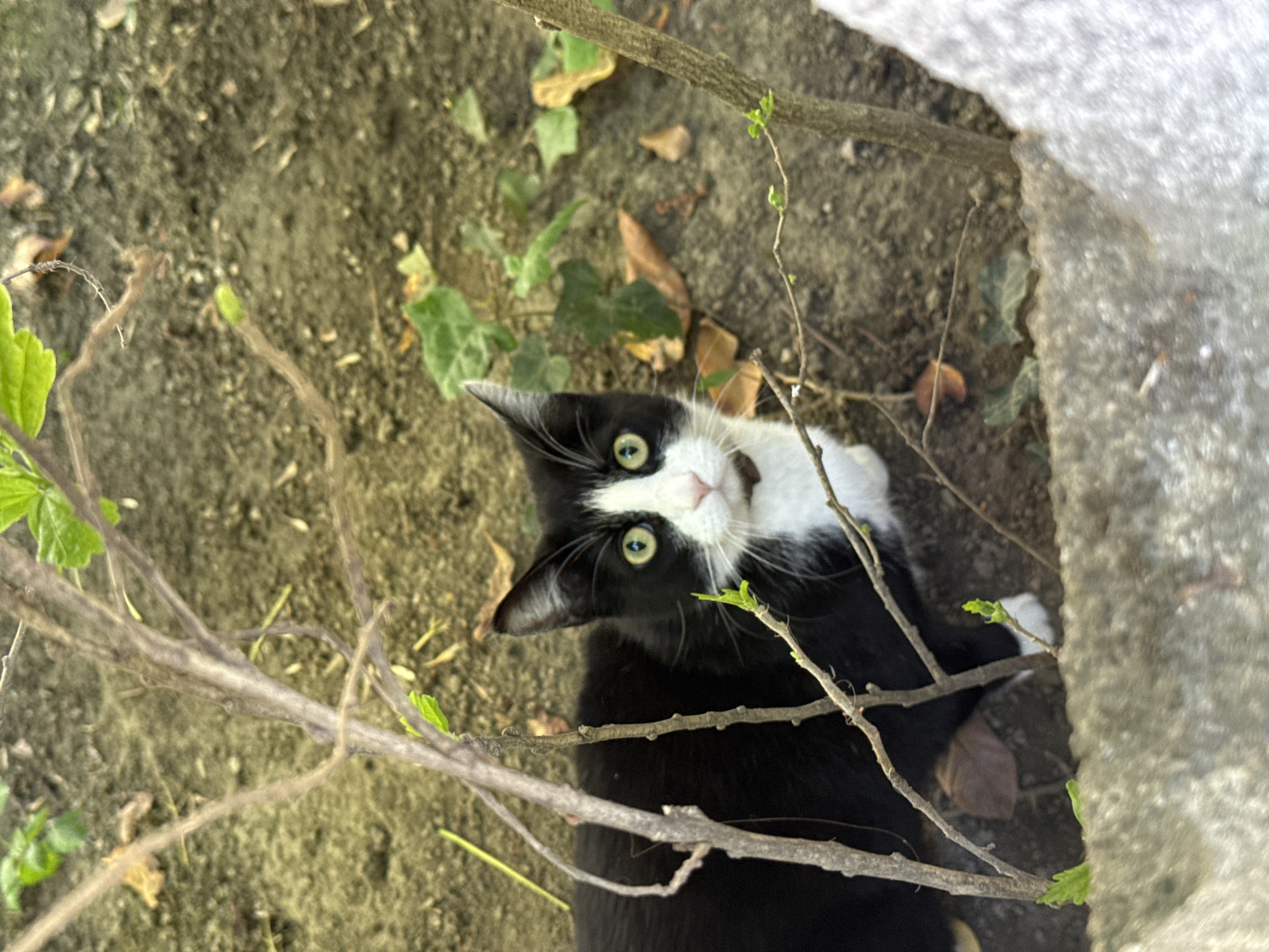 A medium shot of a black and white cat looking up at the camera. The cat is partially hidden among branches and leaves on the ground. To the right of the cat is a light gray concrete wall. The scene appears to be outdoors on bare dirt ground. The location is in the City of Zagreb, Croatia.