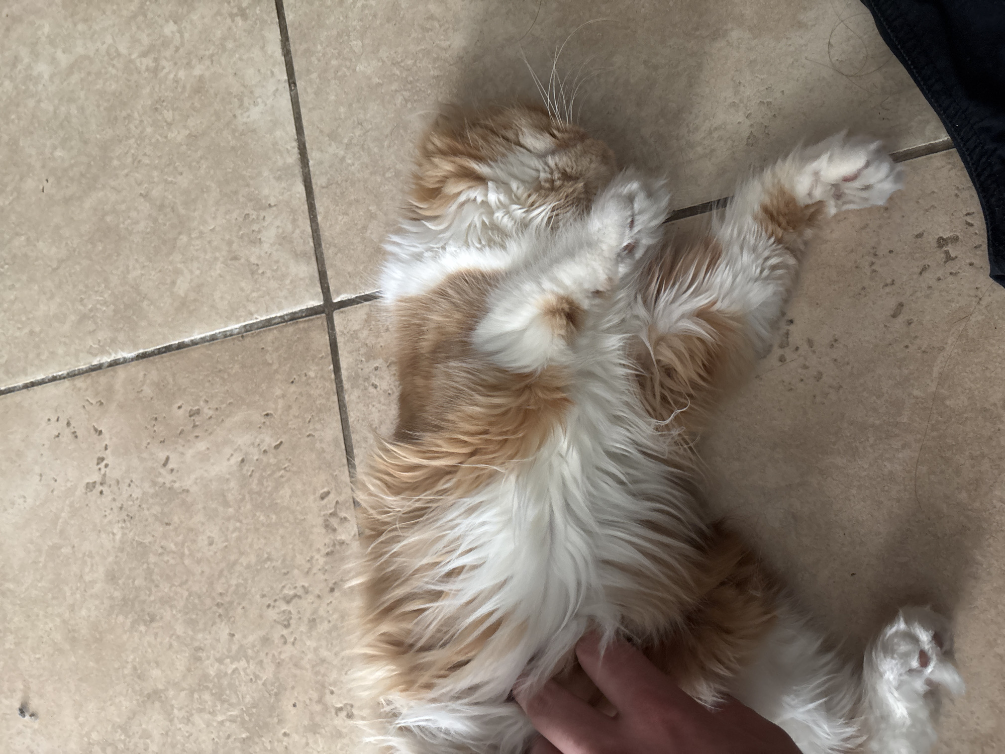 A medium-shot, high-angle, eye-level view shows a fluffy, ginger and white cat lying on its back on a tiled floor. The cat is asleep, with its eyes closed and its face turned to the right. Its paws are curled up, and its tail is tucked underneath its body. A human hand is visible on the left side of the frame, gently petting the cat's fur. The floor is made of beige tiles with dark grout lines. The background is out of focus, but appears to be a domestic setting.