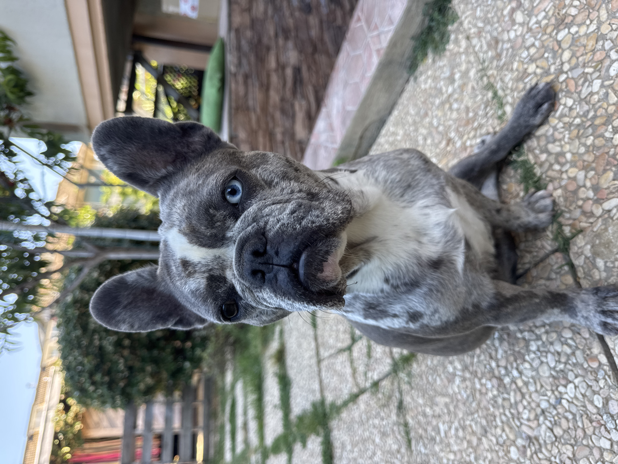 A French bulldog with merle coloration, white markings on its face and chest, and heterochromia (one blue eye, one brown eye) sits on a stone pathway in an outdoor courtyard. The dog is facing the camera, with its ears perked. In the background, there is a wooden fence, green bushes, and a building. The ground is paved with irregularly shaped stones.