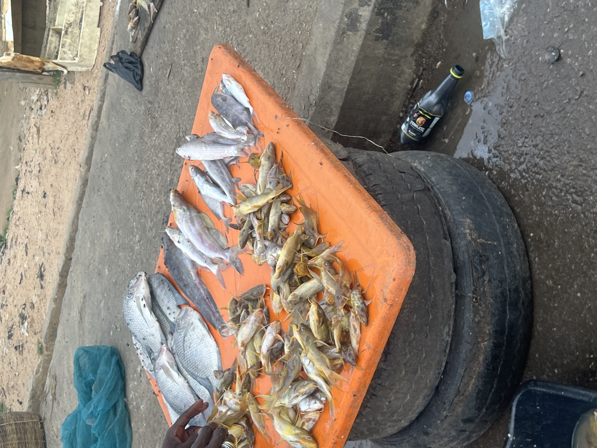 The image captures a fish market scene in Jalingo, Nigeria. An assortment of fresh fish, both silver and golden catfish, are displayed on an orange platform. This platform rests atop a stack of old tires. Next to the tires, an empty brown glass bottle labeled "FEARLESS" lies on the ground amidst puddles of water. In the lower left corner, a hand is visible near a blue mesh bag. The overall setting is an urban street, evidenced by the concrete pavement and background buildings.