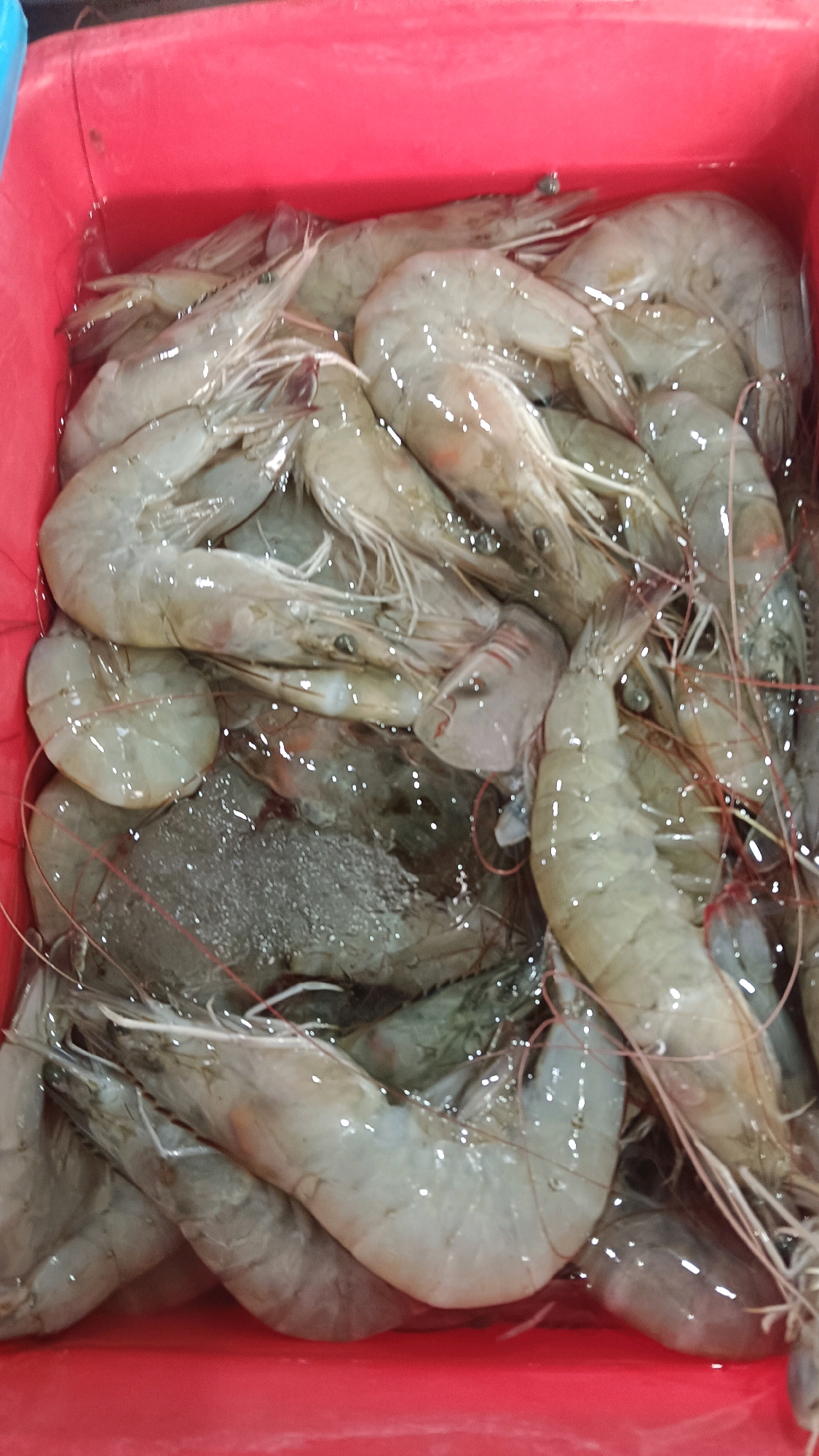 The image displays a close-up, overhead view of a red plastic bin filled with raw, uncooked shrimp. The shrimp are light grey or translucent in color and are submerged in water. Some ice is visible in the water, suggesting the shrimp are being kept cold. The shrimp are densely packed together, and their heads, tails, and segmented bodies are clearly distinguishable. The red bin appears to be made of plastic and has a slightly textured surface. The lighting is bright, creating reflections on the shrimp and water. The background is out of focus, but it appears to be a flat surface. The scene is likely within a market or food preparation area in Sragen, Indonesia, given the context provided.
