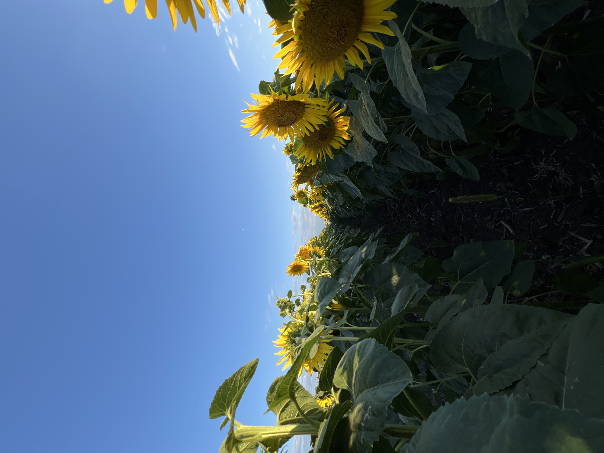 A low-angle, wide shot captures a vast field of sunflowers under a clear blue sky with scattered clouds. The sunflowers, with their bright yellow petals and dark centers, are densely planted, creating rows that recede into the distance. Sunlight illuminates the flowers, casting shadows on their large, green leaves. The soil is dark and appears to be tilled. A faint crescent moon is visible in the upper right portion of the sky. The image is taken outdoors and appears to be in a rural setting, possibly in the city of Ostriv, Ukraine, given the context of sunflowers being a common crop in the region. There are no people or animals visible in the frame.