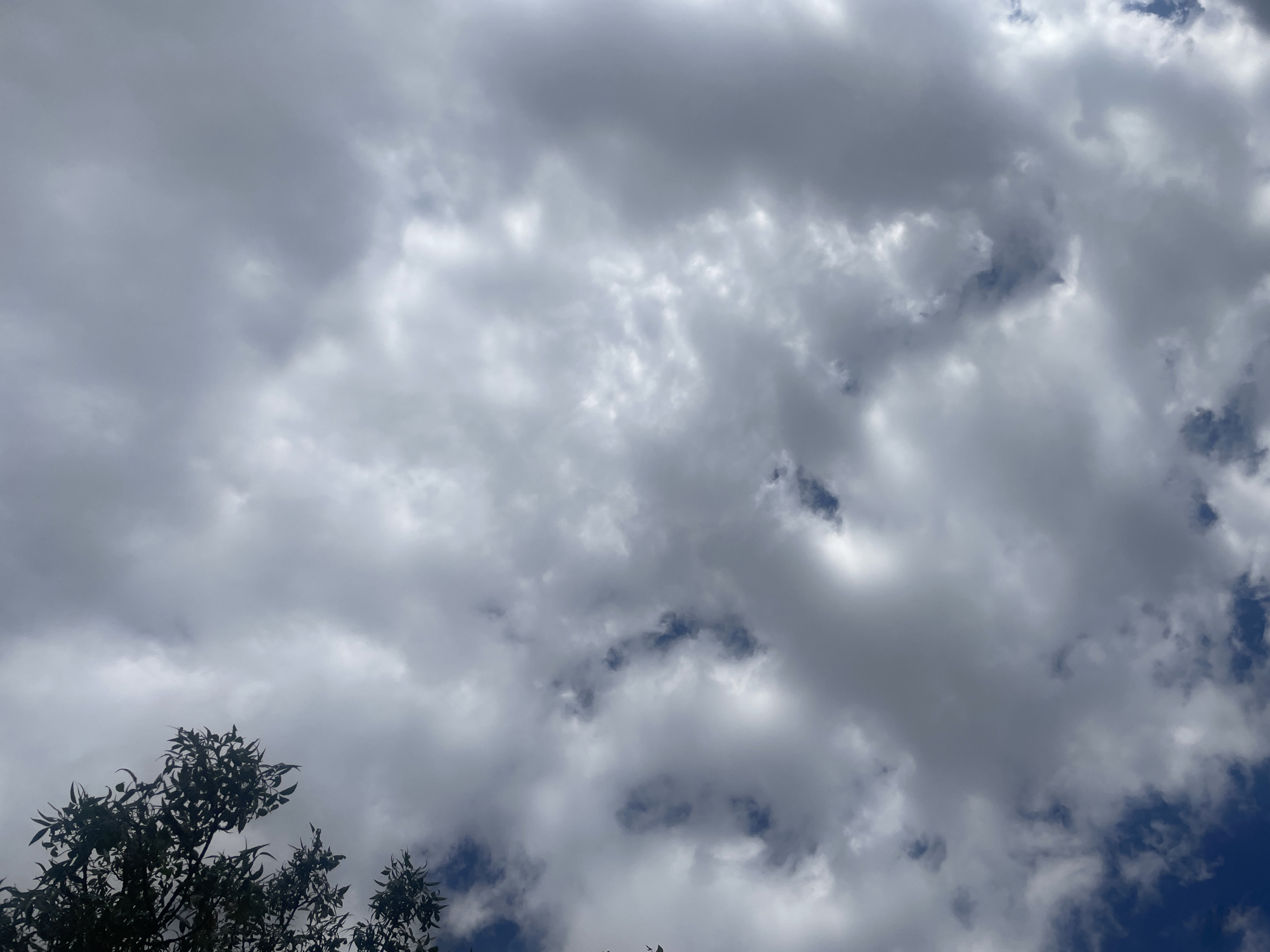 A high-angle shot captures a sky filled with a mix of dark gray and white clouds, with patches of blue sky visible in between. The clouds appear dense and textured, with some areas brightly illuminated by sunlight while others are shadowed. In the upper left corner, the dark silhouette of tree branches and leaves intrudes into the frame, suggesting the vantage point is from beneath a tree or looking up through foliage. The image's orientation is vertical, with the sky occupying the majority of the frame. There are no people or man-made objects clearly identifiable in the scene, aside from what can be inferred as natural elements.