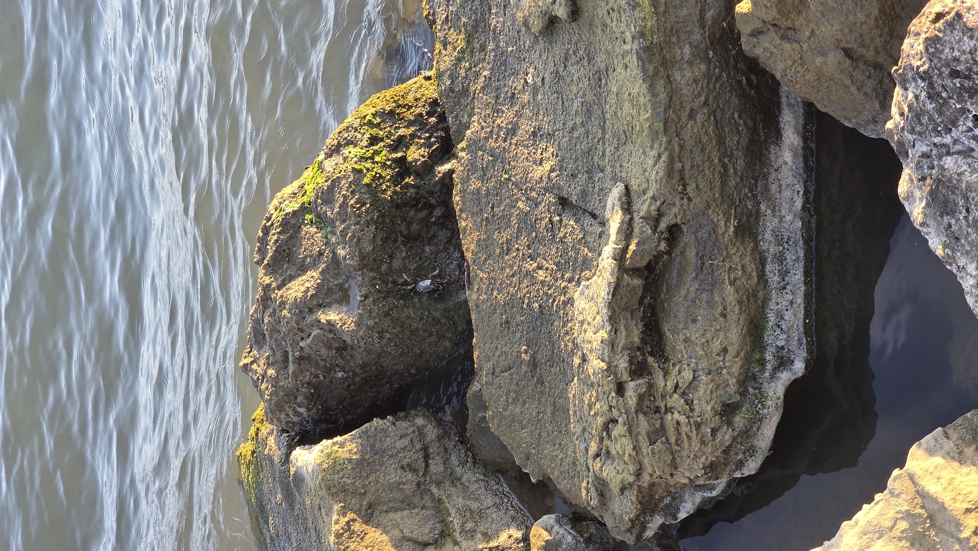 The image shows a close-up of rocks at the edge of a body of water, likely a part of the sea. The rocks are predominantly gray and beige with patches of green moss and other flora. Some of the rocks are partially submerged. A small crab is visible on one of the rocks near the water. The water itself is slightly rippled, reflecting light. The scene appears to be taken at an angle looking down towards the rocks and water. While the specific location cannot be precisely determined based on the image alone, the context suggests this is a coastal area within Fethiye, Turkey.