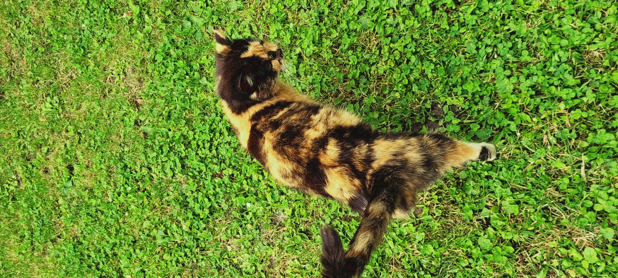 A calico cat stands on a green lawn, its fur a mix of black, orange, and cream. The cat is positioned in the center of the frame, facing to the right with its head slightly lowered. The lawn is covered in short green grass and clover. The lighting suggests it is daytime, with shadows present on the grass. The background is uniformly green, with no other objects or people visible.