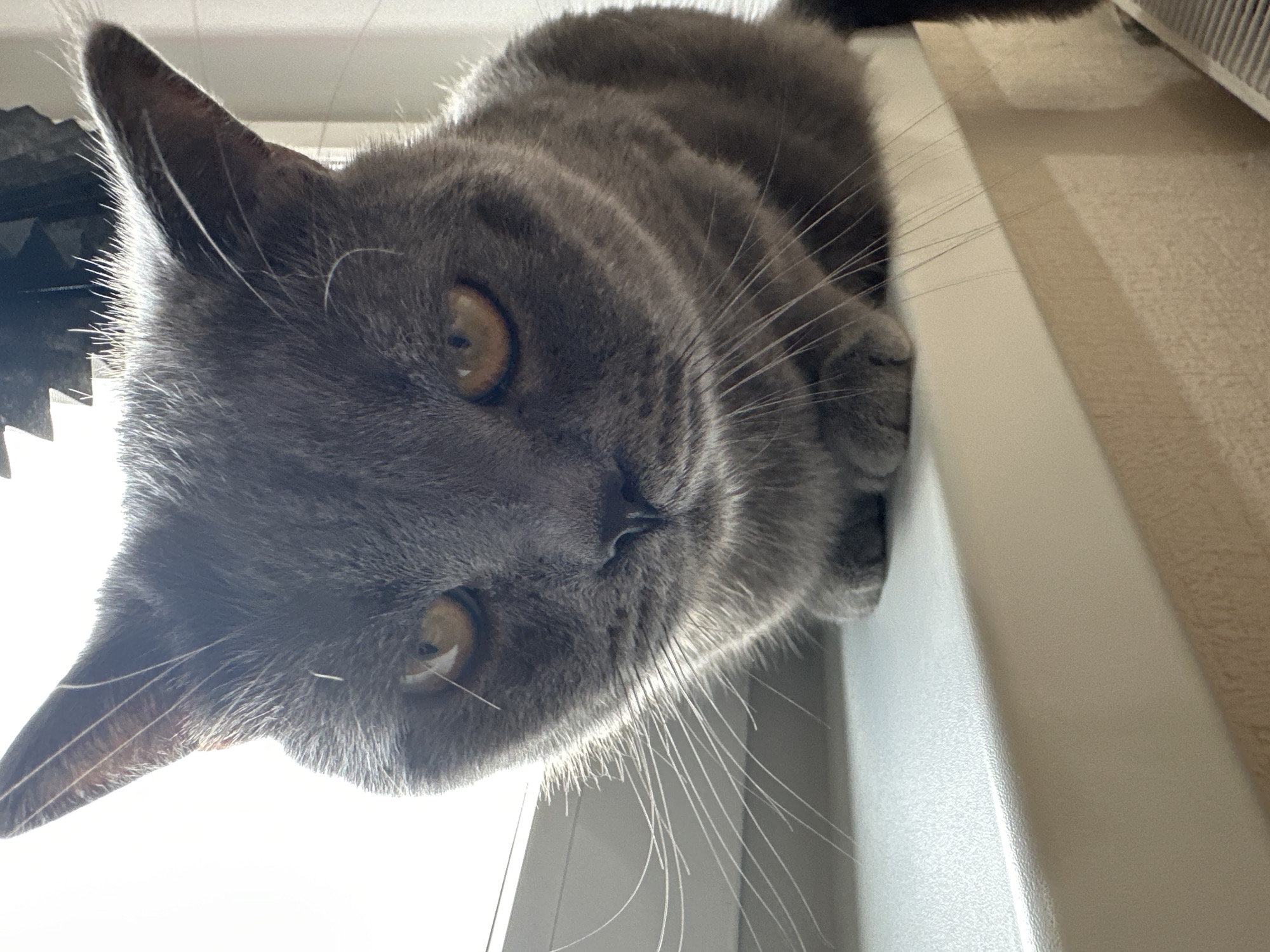 A grey domestic short-haired cat is captured in a close-up, angled shot, appearing to look down directly at the viewer. The cat has round, amber-yellow eyes and prominent white whiskers that catch the light. Its fur is dense and appears soft.
The cat is positioned on a white, textured ledge or windowsill, with its front paws partially visible. Bright natural light illuminates the scene, particularly backlighting the cat's head and ears, creating a visible halo effect around its fur. In the upper left background, a dark object with a distinct serrated or jagged edge is partially visible. The rest of the background is light-toned, suggesting an indoor setting.
The cat's expression is one of calm curiosity, as it gazes intently. The image implies a peaceful, domestic environment, likely a home. No visible text is present in the media file. The context provided indicates the location is Perm, Russia.