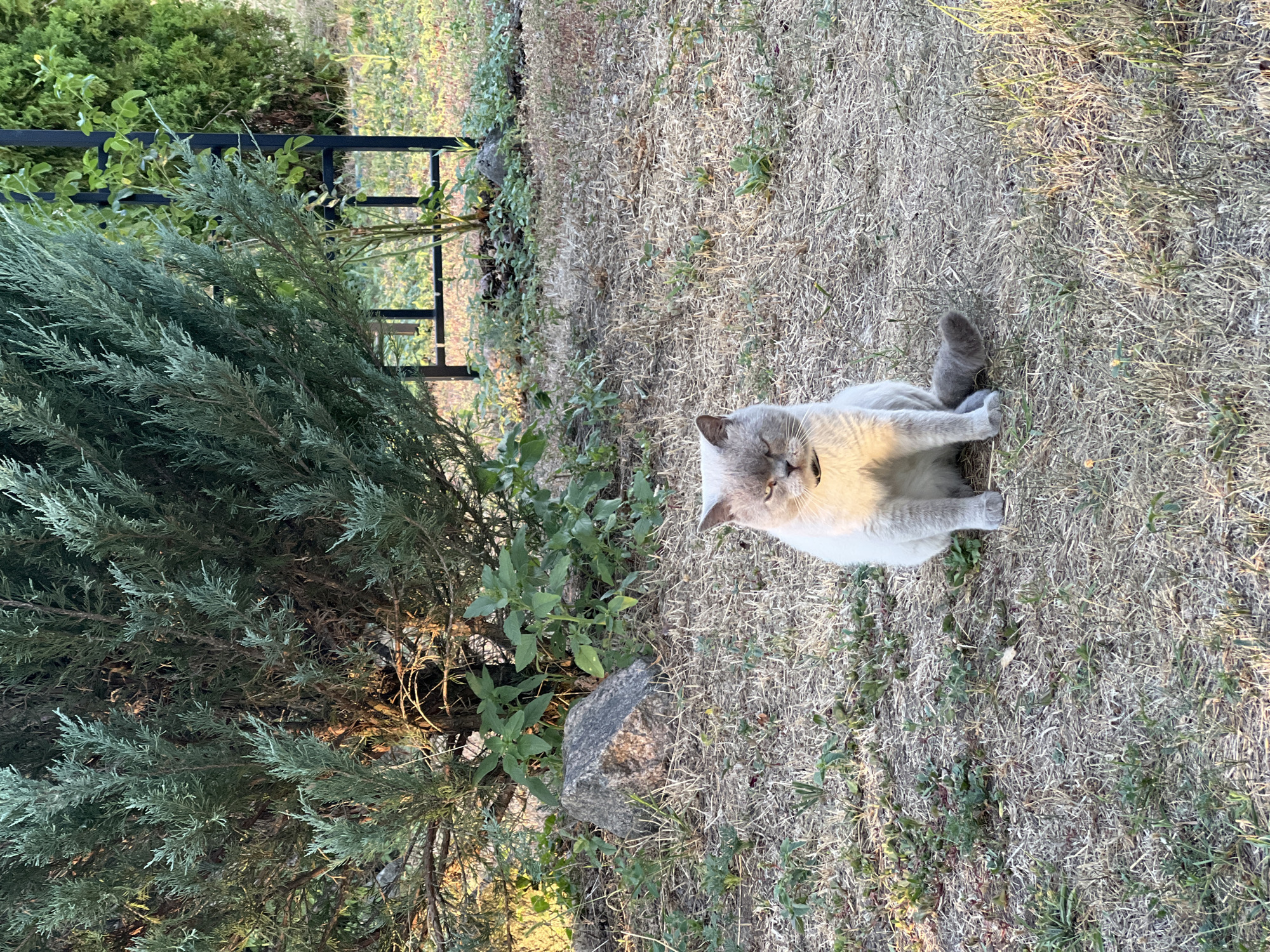 A light gray cat with a dark gray tail sits on dry, patchy grass in a garden. The cat is facing forward with its eyes partially closed. Behind the cat is a large evergreen shrub with feathery branches. To the right of the shrub, a black metal trellis stands partially obscured by foliage. The ground is covered in dry grass, scattered small green plants, and a large gray rock. The scene is illuminated by natural sunlight, casting shadows and highlighting the texture of the grass and the cat's fur.