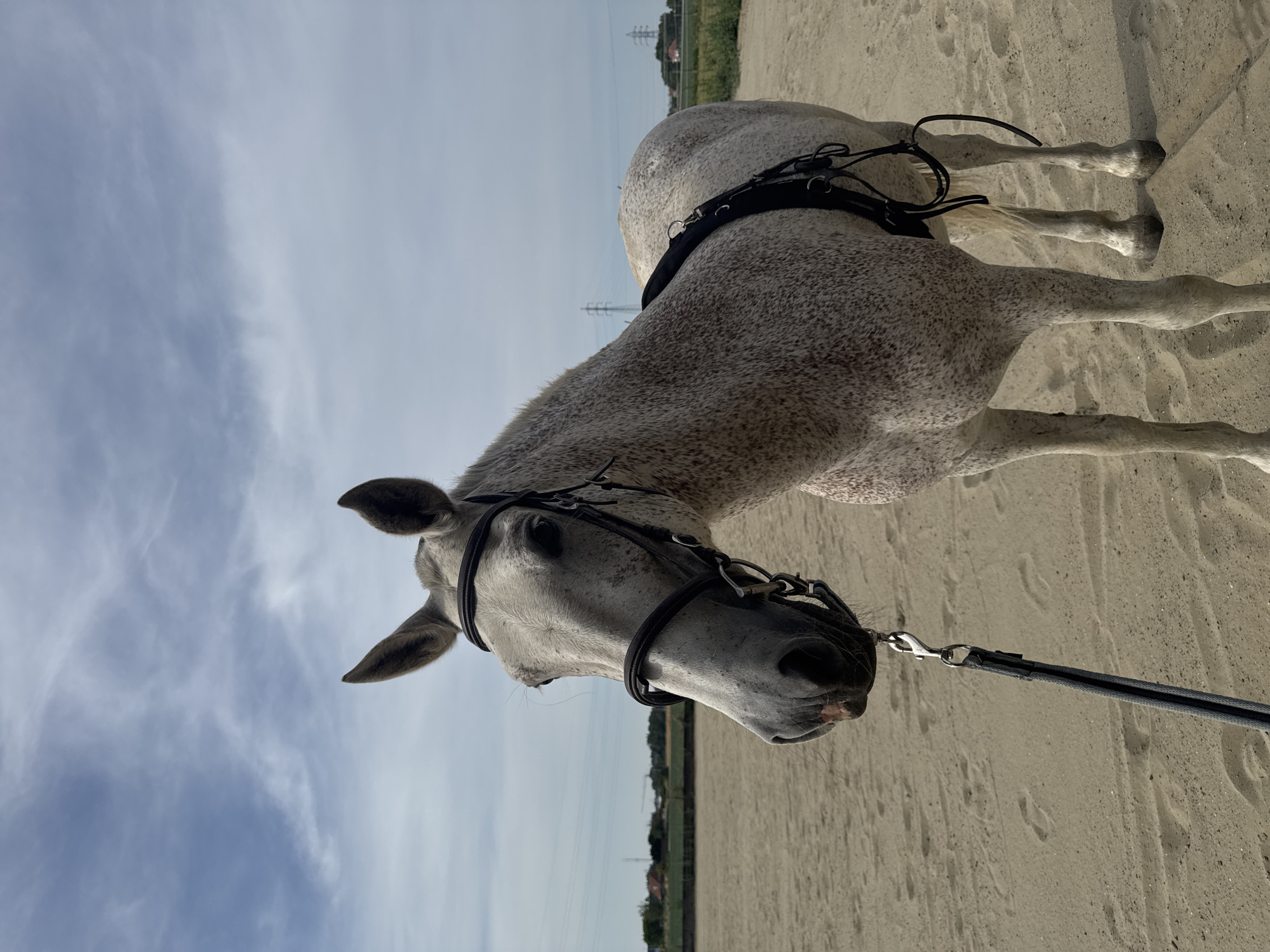 A dappled grey horse stands on a sandy arena under a cloudy sky. The horse is wearing a bridle and a breastplate. In the background, there are some buildings and power lines. The scene appears to be a rural area on the outskirts of Estaimpuis, Belgium.
