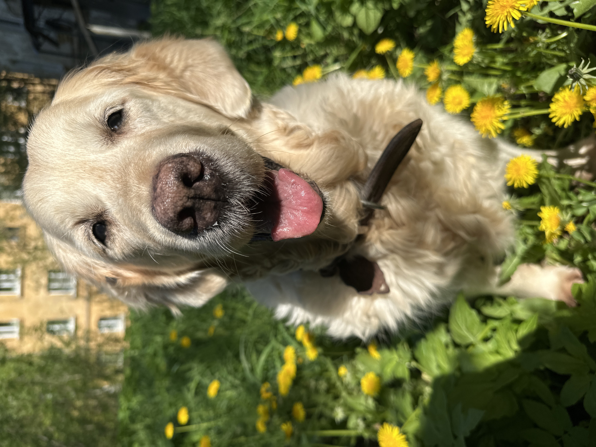 A close-up, high-angle shot captures a Golden Retriever dog lying in a field of dandelions. The dog is positioned towards the upper center, tilted with its head prominently displayed in the upper left quadrant. It's panting with its tongue lolling out. The dog wears a brown collar. The background is filled with green foliage interspersed with bright yellow dandelions. In the upper left corner, the indistinct facade of a building is visible. The scene suggests an outdoor setting in a grassy, urban area.