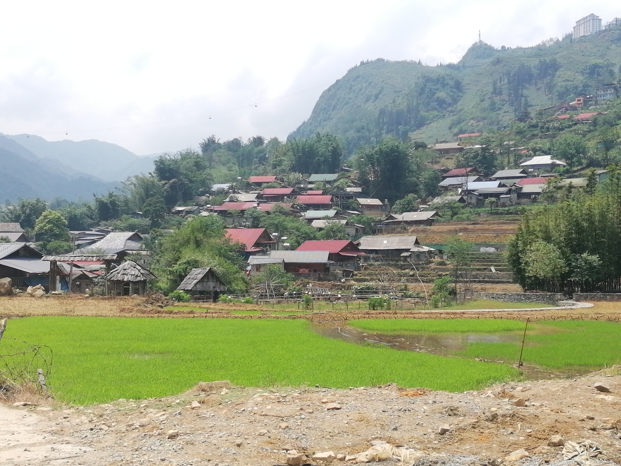 The image captures a panoramic view of Cat Cat Village in Vietnam, set against a mountainous backdrop under an overcast sky.
In the foreground, vibrant green rice paddies, partially flooded with water, dominate the left and center. To the immediate right, a dry, brown section of field is visible. A dirt road or path with scattered rocks and gravel runs along the very bottom of the frame, and a simple barbed wire fence is visible on the far left.
The midground features numerous houses with a mix of red, grey, and dark brown roofs, built into terraced hillsides. These dwellings are interspersed with lush green trees and bamboo groves. Several small, traditional-looking wooden huts with distinct wooden roofs are scattered among the houses and fields, appearing rustic.
In the background, hazy green mountains rise, with more houses clinging to their slopes. On the prominent mountain to the right, a large, multi-story modern building, possibly a hotel or resort, is visible near the summit, along with a communication tower. A cable car system stretches across the upper part of the image, with several gondolas suspended over the distant mountains.
The scene depicts a blend of traditional rural life, characterized by terraced agriculture and village housing, with more modern infrastructure like the cable car and a large building on the mountain. The time of day is daytime, with diffused light due to the cloudy sky. No text is visible in the image.