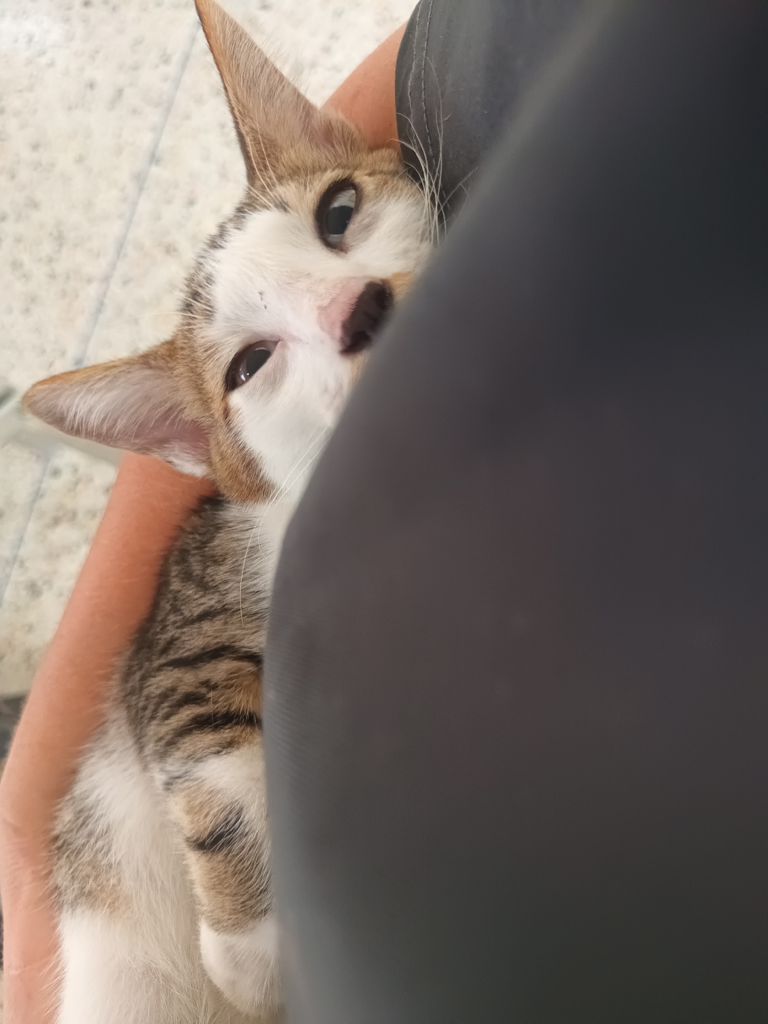 A close-up shot shows a kitten being held in someone's arm, with a gray fabric obscuring much of the right side of the frame. The kitten, a mix of white, brown, and tabby markings, is tilted to the left, its head resting against the gray fabric. The left ear of the kitten is pointed, and the right ear is partially visible. The kitten's eyes are open. The skin tone of the arm holding the kitten is light. The background consists of a light-colored speckled surface, possibly flooring.
There is no information in the image to determine the specific location in the city of Thong Sala, Thailand.