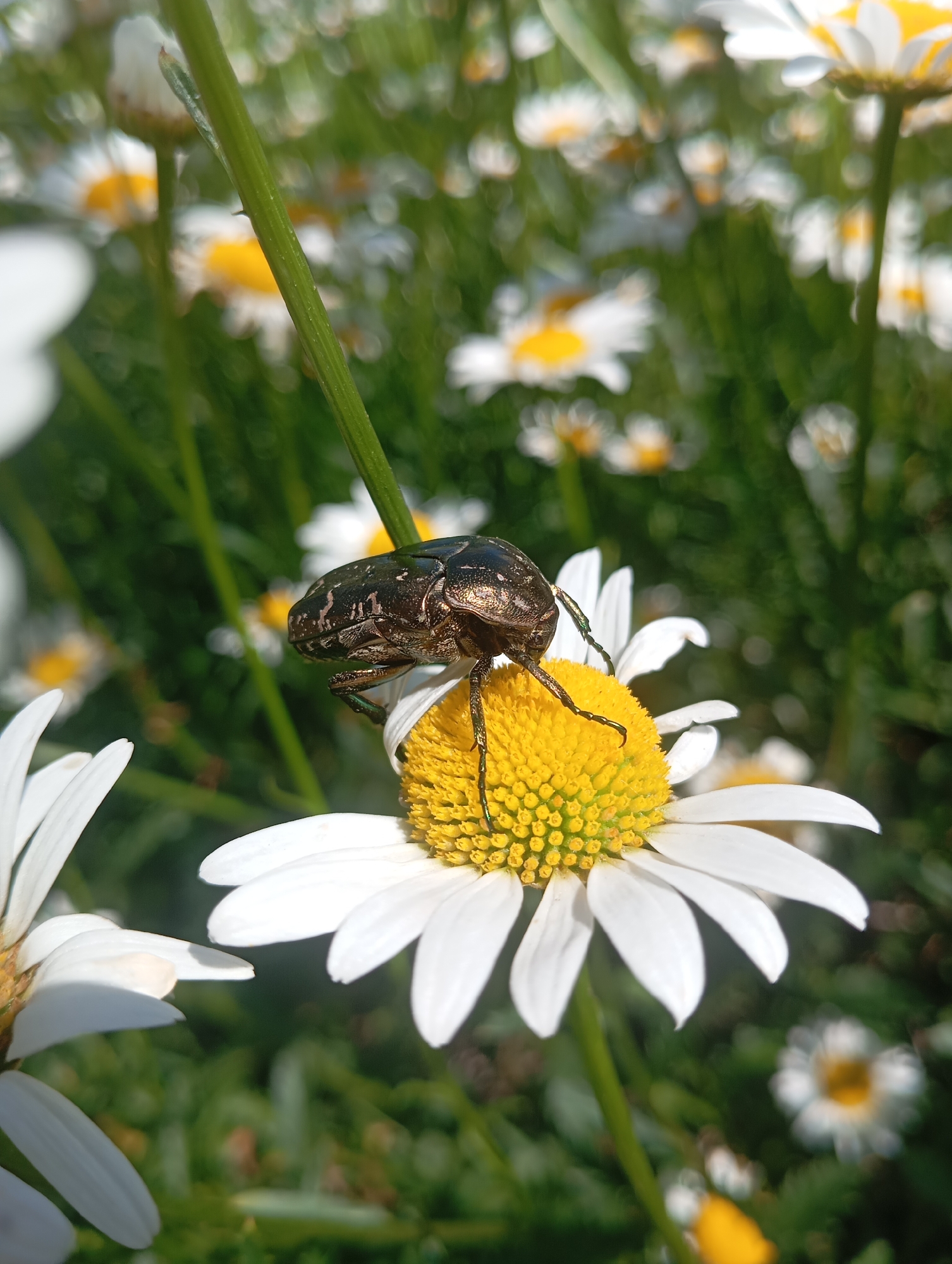 A metallic brown and green beetle is perched on the yellow center of a white daisy in a field of similar flowers. The beetle is positioned horizontally across the center of the daisy, with its legs gripping the textured surface. The daisy's white petals extend outwards, some in sharp focus, others blurred. In the background, a dense field of daisies and greenery creates a soft, out-of-focus bokeh effect. The lighting suggests a sunny day. The scene depicts a natural outdoor environment, likely a meadow or garden. This image does not contain any specific details indicating it is located in Orenburg, Russia.