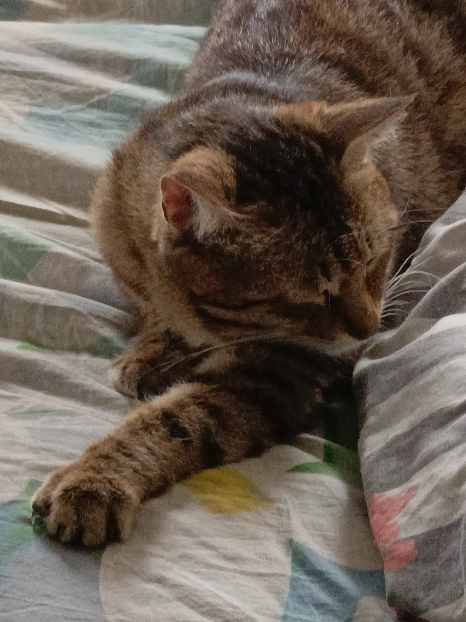 A brown tabby cat is lying on a bed. The cat's head is near the top right, and one of its paws is stretched out towards the bottom left. The bed has a patterned sheet with various colors.