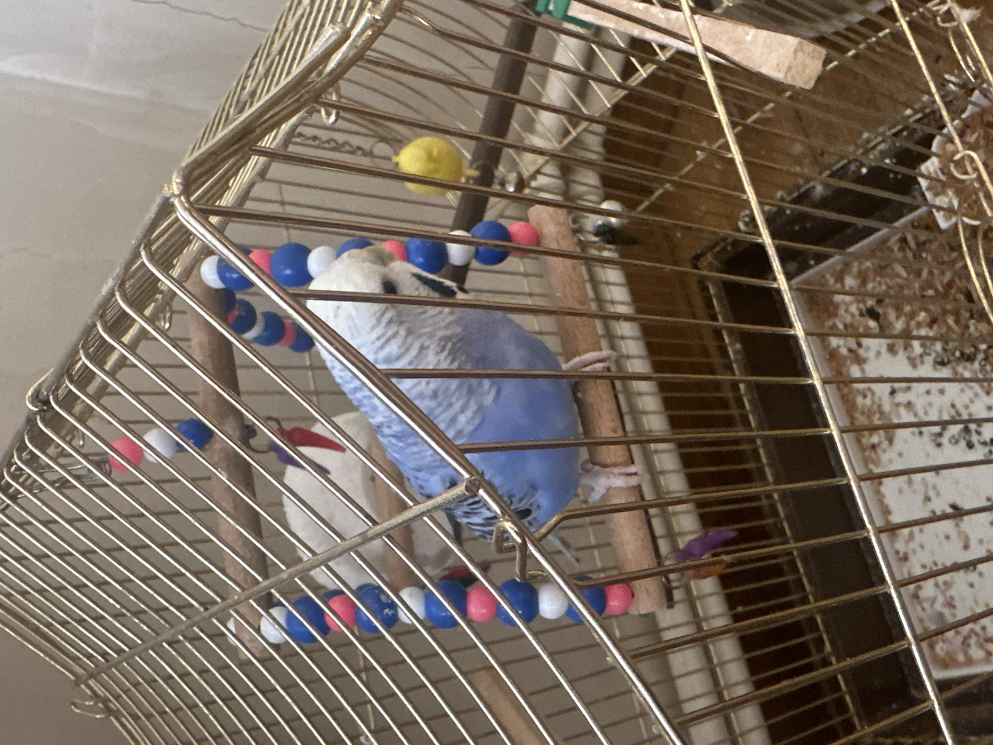 A blue and white parakeet is perched on a wooden dowel inside a golden metal birdcage. The cage contains several toys, including a strand of colorful beads and a small yellow bell. The bottom of the cage appears to be lined with wood shavings. The background is a textured, light-colored wall.