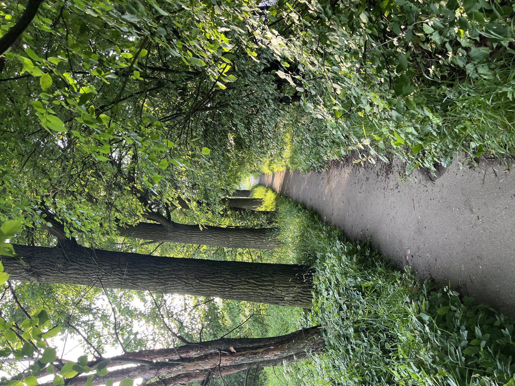 The image depicts a paved pathway winding through a park-like setting. The pathway is flanked by lush green foliage and trees on both sides, with sunlight filtering through the leaves, creating dappled light and shadows. On the left side of the path, tall trees with textured bark stand prominently, their branches reaching overhead. The ground is covered in dense green grass and smaller leafy plants. On the right side, a thick wall of green leaves and branches forms a natural hedge. The pathway appears to recede into the distance, suggesting a longer trail. The scene appears to be a tranquil outdoor environment, likely a public park or a wooded area, given the presence of the well-maintained pathway. The image captures a moment of natural beauty, possibly during the late afternoon or early evening due to the quality of the light. There are no people or animals visible in the image. The general impression is one of serenity and natural abundance.
