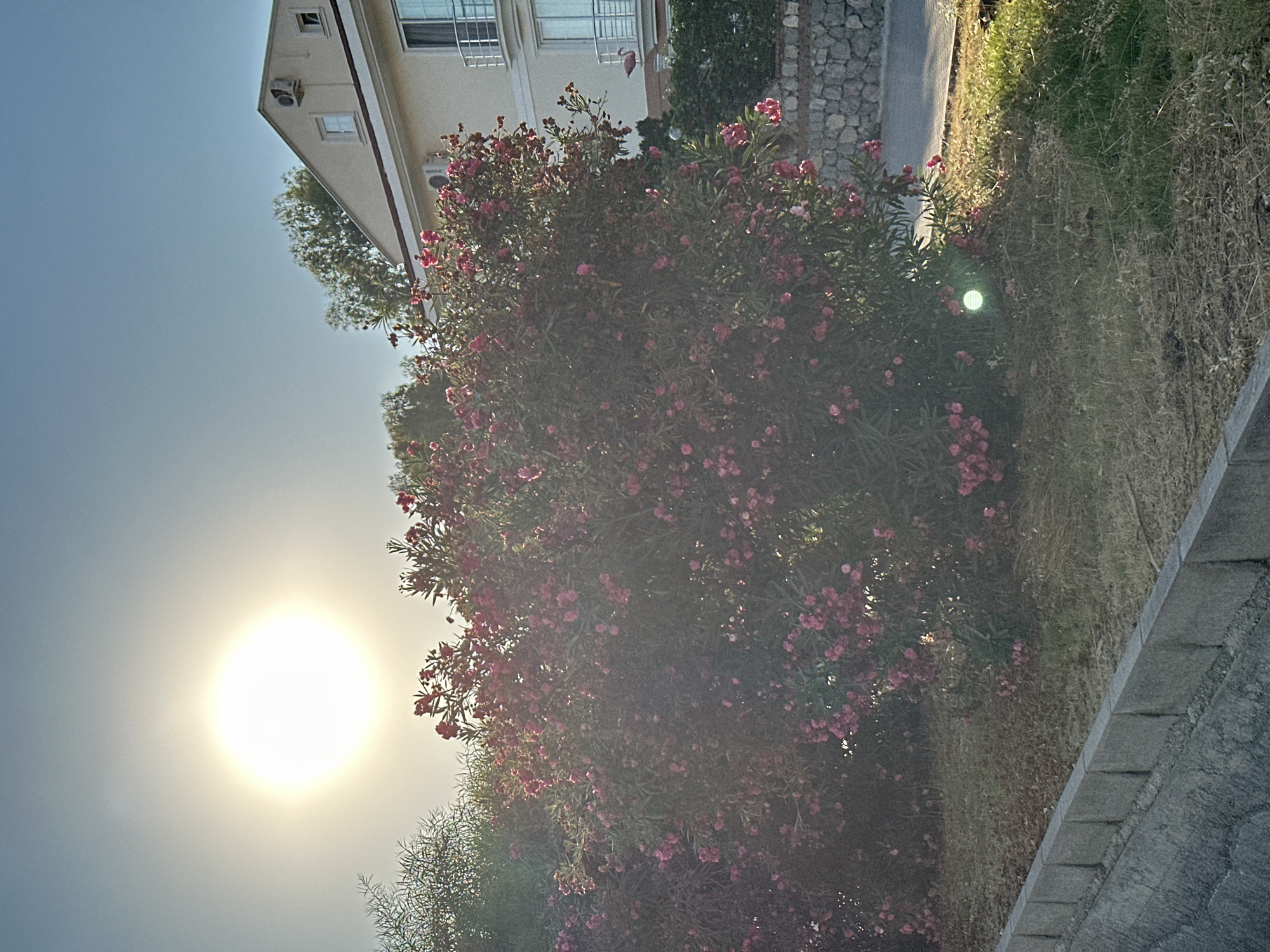 The image depicts a sunlit scene with a large bush of pink oleander flowers in the foreground, partially obscuring a building and a stone wall in the background. The sun is prominently visible in the upper left quadrant, casting a bright glare. The building appears to be a light-colored, multi-story structure with balconies and air conditioning units. A stone wall borders a grassy area next to the building. The ground in front of the bush is covered in dry grass and mulch. The overall environment suggests a Mediterranean setting, potentially in Fethiye, Turkey, given the architectural style and vegetation. There are no people visible in the image.