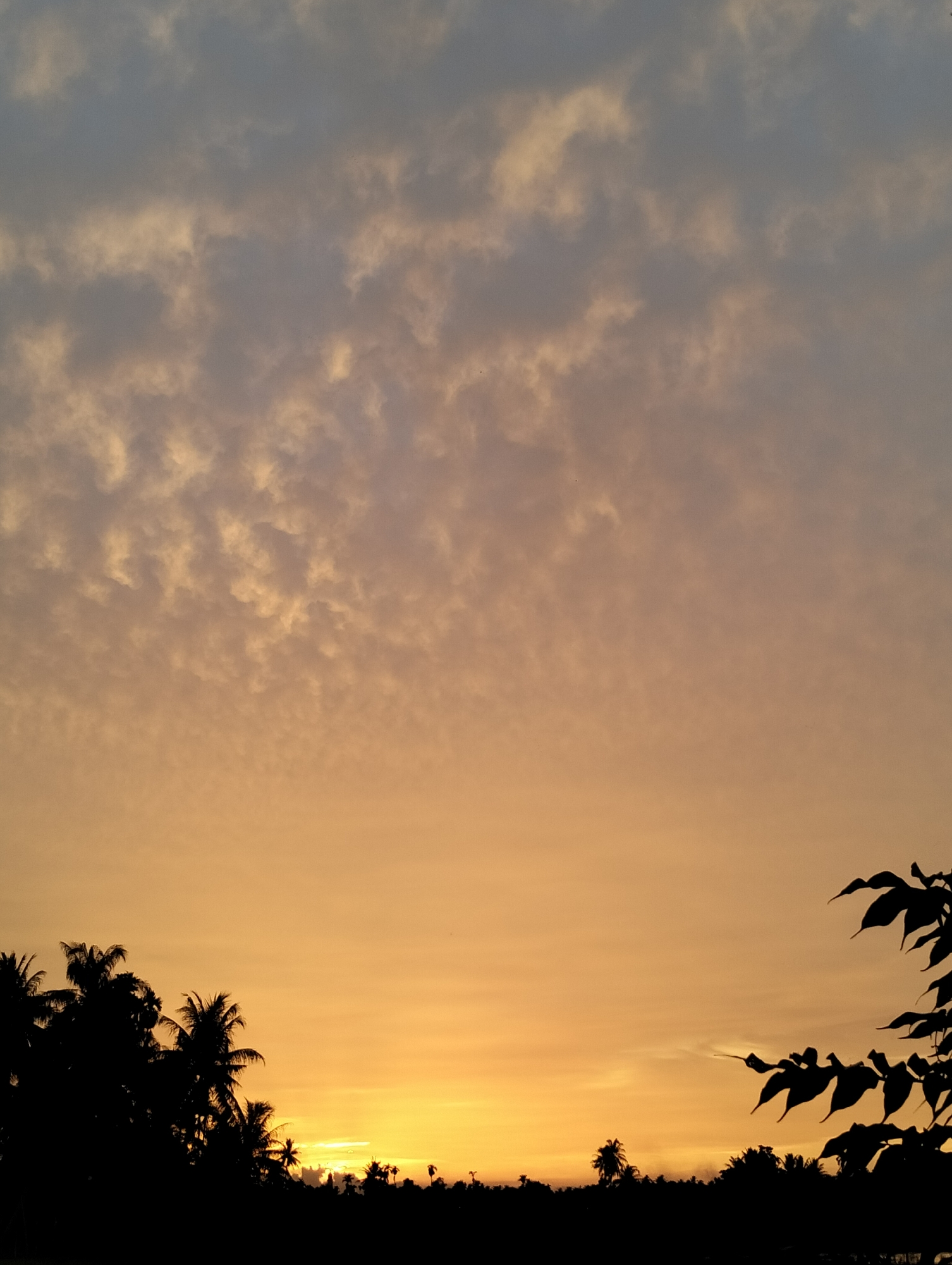 A silhouetted view of palm trees and other foliage against a sunset sky is captured in Meunasahalue, Indonesia. The sky transitions from a deep orange near the horizon to a muted grey and blue at the top, with scattered clouds. The foreground is dominated by the dark shapes of palm trees on the left and a branch with leaves on the right. No people are visible in the image.