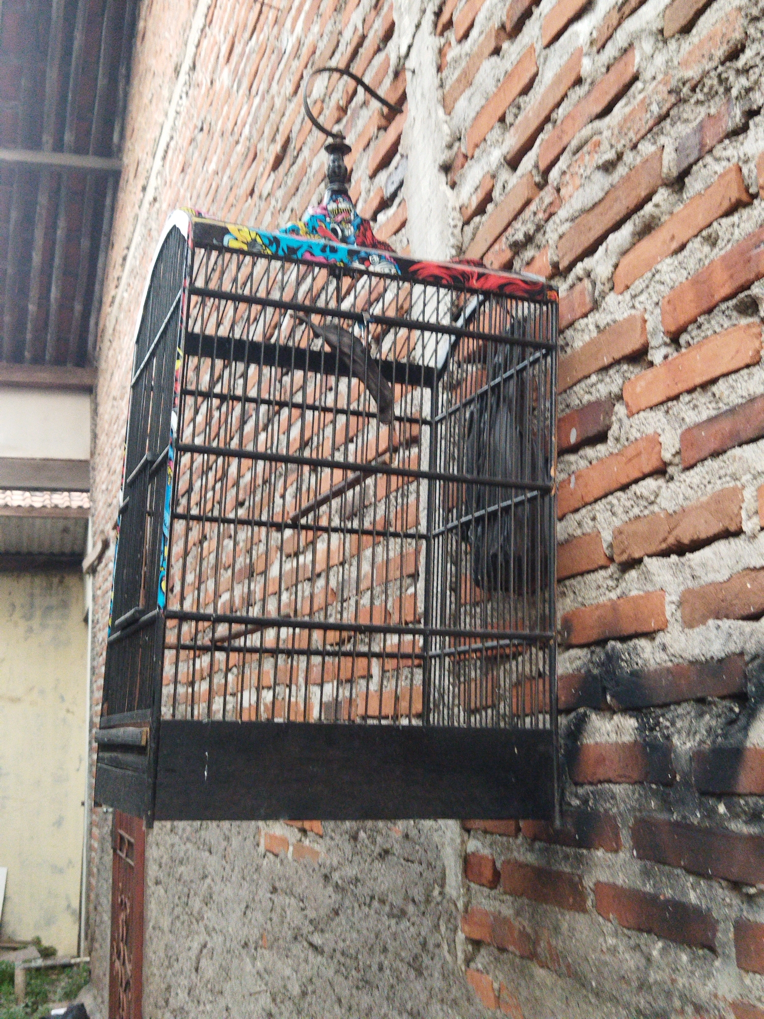 A birdcage hangs on a brick wall in what appears to be an outdoor setting. The birdcage is black with colorful decorations on its top. Inside the cage, a dark-colored bird is perched on a wooden bar. The brick wall behind the cage is weathered and shows signs of age. To the left of the birdcage, a portion of a building with a tiled roof is visible, along with a lighter-colored wall that appears to be stucco or concrete. The ground beneath the cage is not clearly visible, but there is some greenery suggesting it is an outdoor area. The image is taken from a slightly low angle, looking up towards the cage and wall. The location of Kosambi, Indonesia is provided as context for the scene.