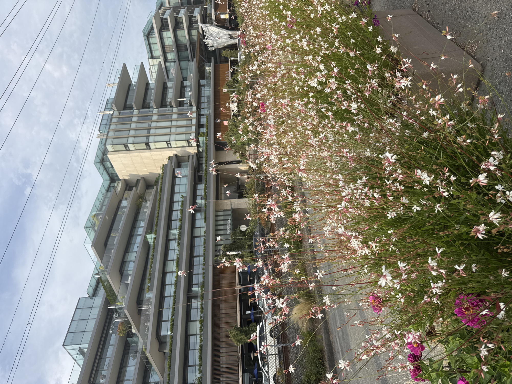 The image depicts a modern, multi-level building with a striking architectural design characterized by numerous balconies, glass railings, and angular sections. The building appears to be a residential or commercial complex. In the foreground, a dense bed of delicate white and pink flowers, some with crimson centers, is in full bloom, creating a vibrant contrast with the structured backdrop. A concrete planter box containing the flowers is visible along the right edge of the frame. Behind the flowers, a road runs parallel to the building, with several cars parked along its side. A sign reading "PARKING" is visible on the building. The sky is overcast with a few wisps of clouds, and overhead power lines are strung across the upper portion of the image. This scene is located at the Ambleside waterfront in West Vancouver, Canada, specifically along the Marine Drive waterfront.