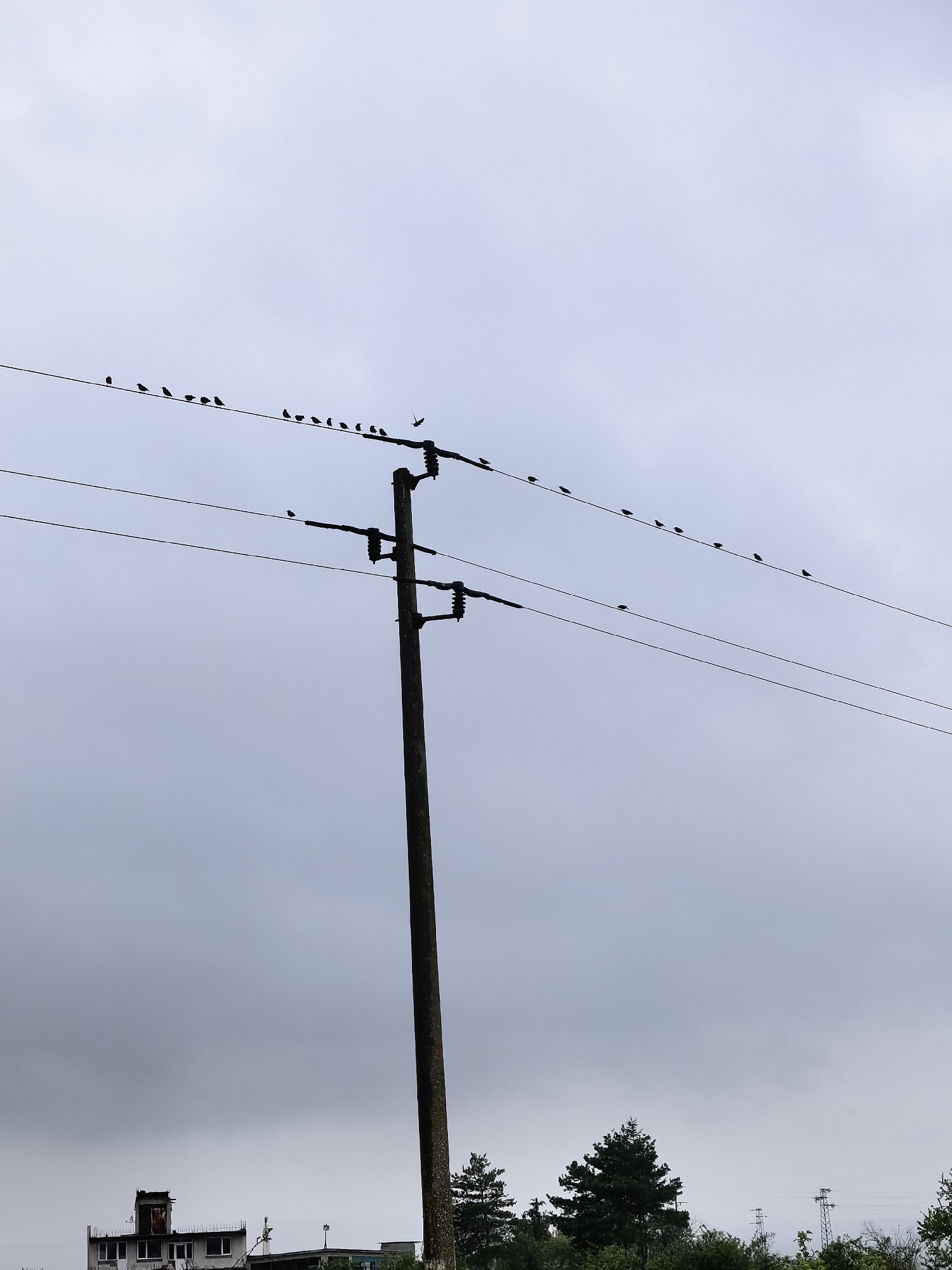 A tall, dark utility pole stands prominently slightly to the right of the center, extending vertically through the middle of the frame. Multiple utility wires stretch horizontally across the upper half of the image, emanating from the pole. A considerable number of small, dark birds are perched along these wires, forming silhouettes against the sky. Most birds are clustered on the uppermost wire, with one solitary bird visible on a lower wire to the left. One bird is captured in mid-flight, descending near the utility pole.
The sky is overcast and uniformly light grey, indicating a cloudy or muted daylight setting. In the bottom-left quadrant, parts of what appear to be old or dilapidated buildings are visible, characterized by their dark outlines and structural details, suggesting an industrial or run-down area. A dense line of dark green coniferous trees forms a natural boundary along the bottom-right horizon, contrasting with the lighter sky and man-made structures. The overall mood is somber and quiet, dominated by the grey tones and the stark silhouettes of the birds and infrastructure. There is no visible text in the image.